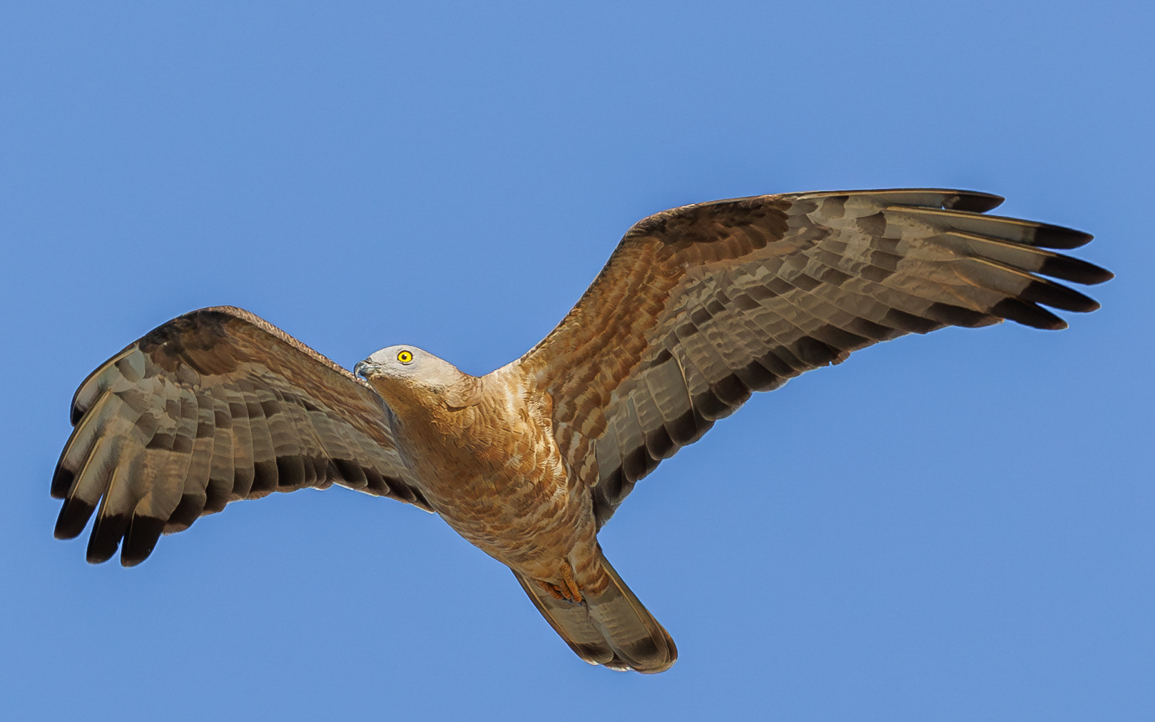 Hvepsevågernes forårstræk i Skagen