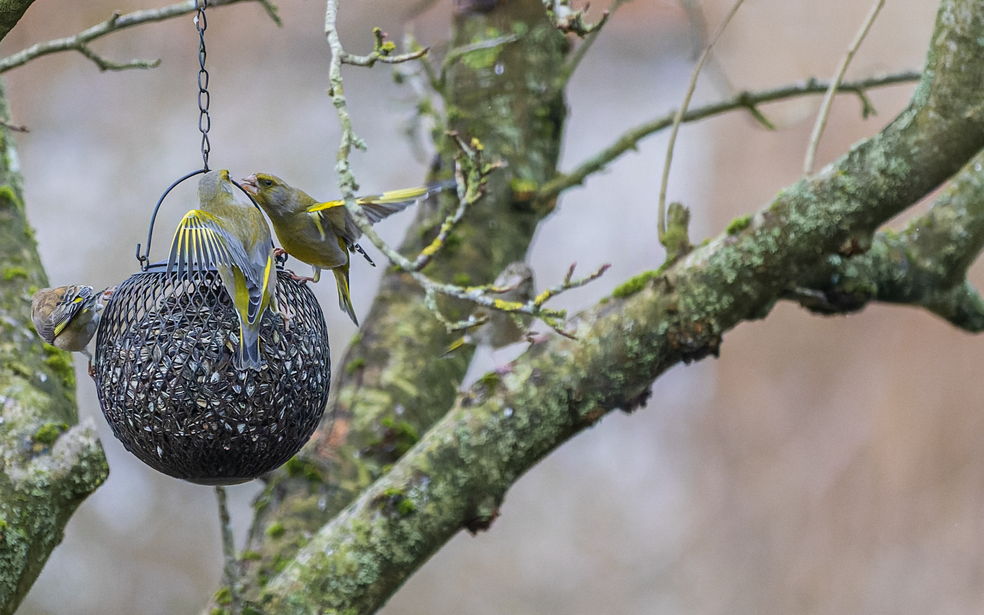 Et par hidsige grønirisker ved foderkuglen med solsikkefrø