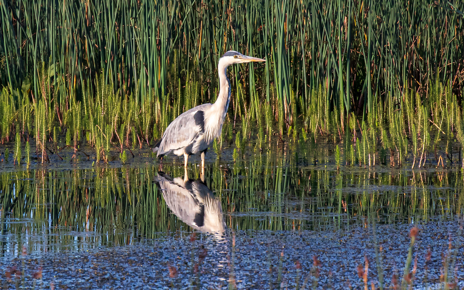 Fiskehejre i morgensolen ved Kraptårnet
