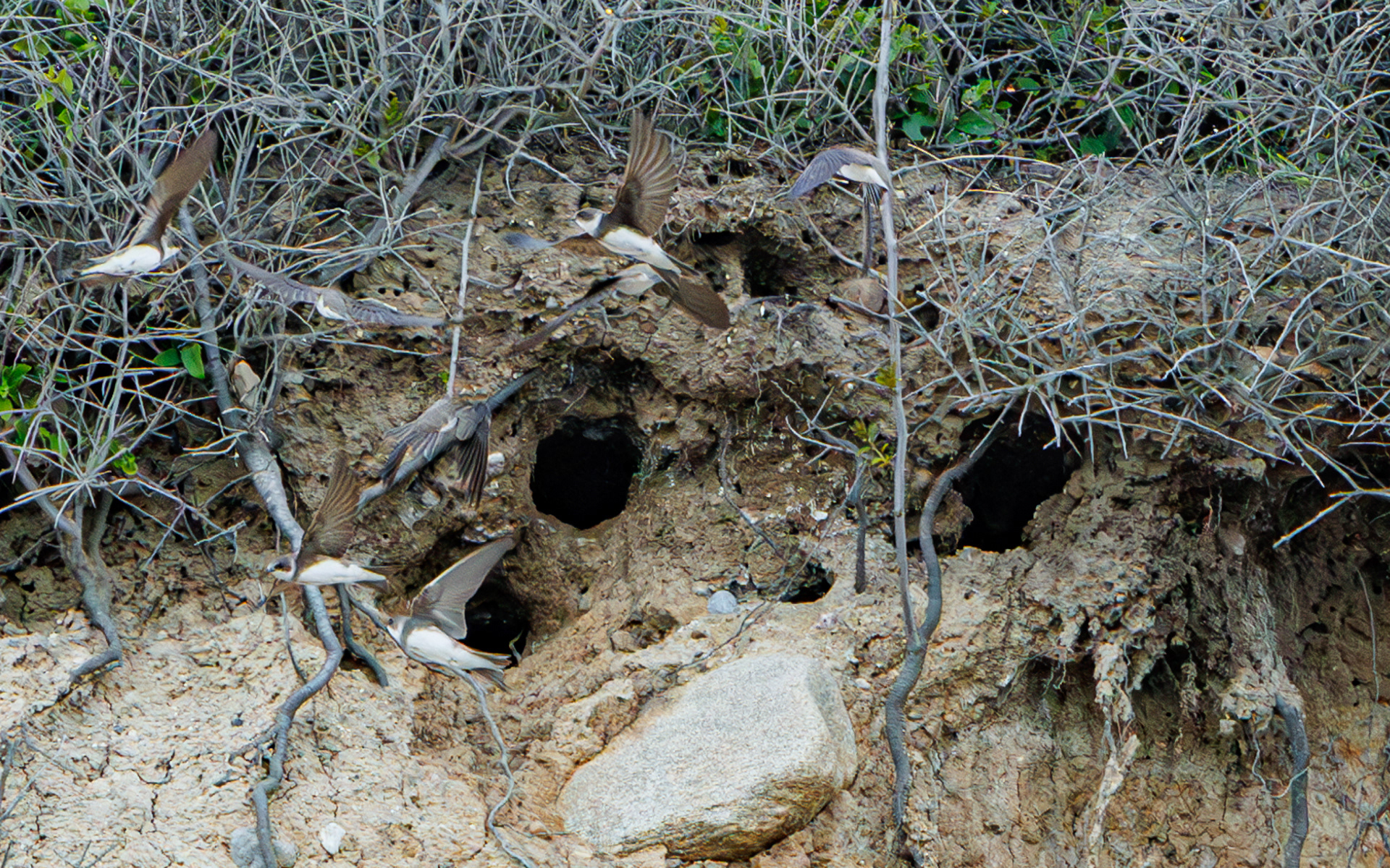 Travle digesvaler. Kystskrænt ved Blushøj