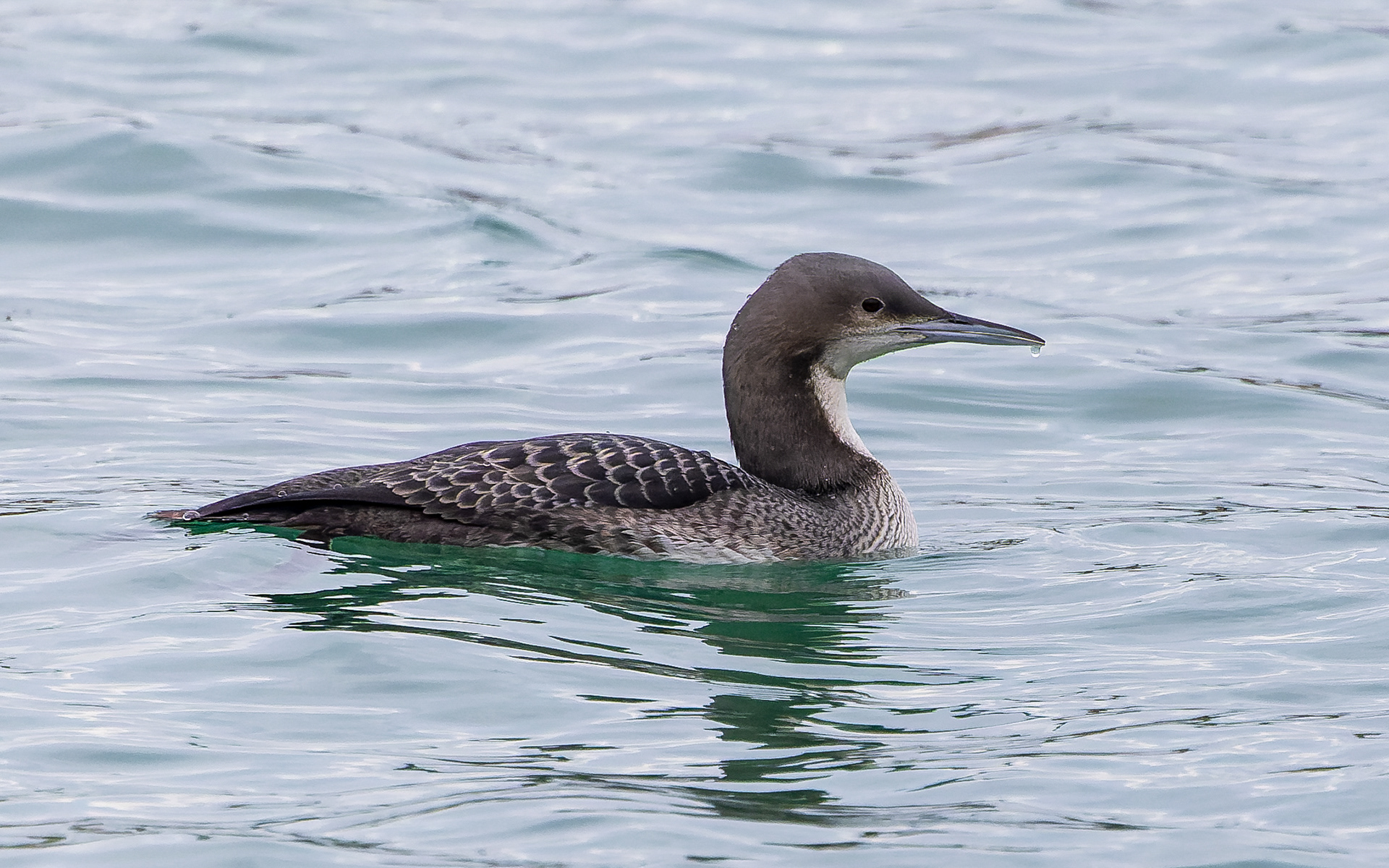 Stillehavslom i Hanstholm Havn