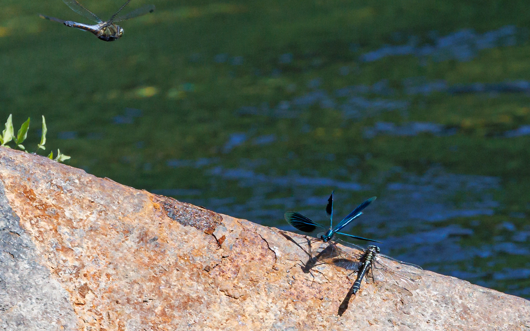 Almindelig flodguldsmed og blåbåndet pragtvandnymfe