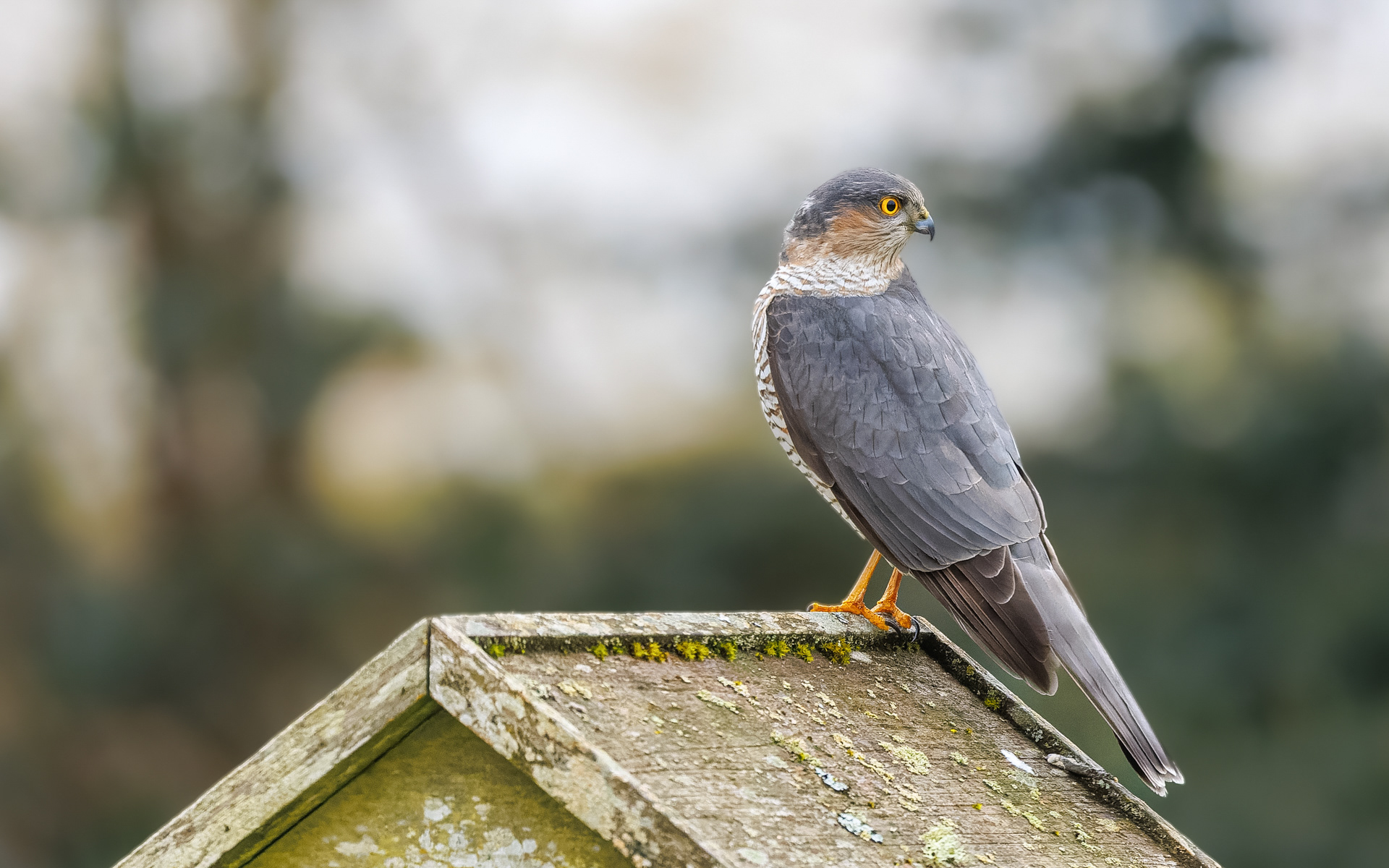 Spurvehøgen blev lokket til af de mange småfugle ved foderbrættet