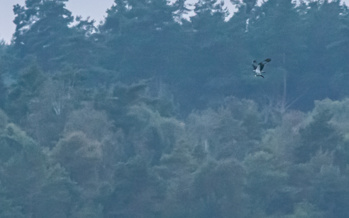 Fiskeørn med fangst. Krankesjön, Skåne