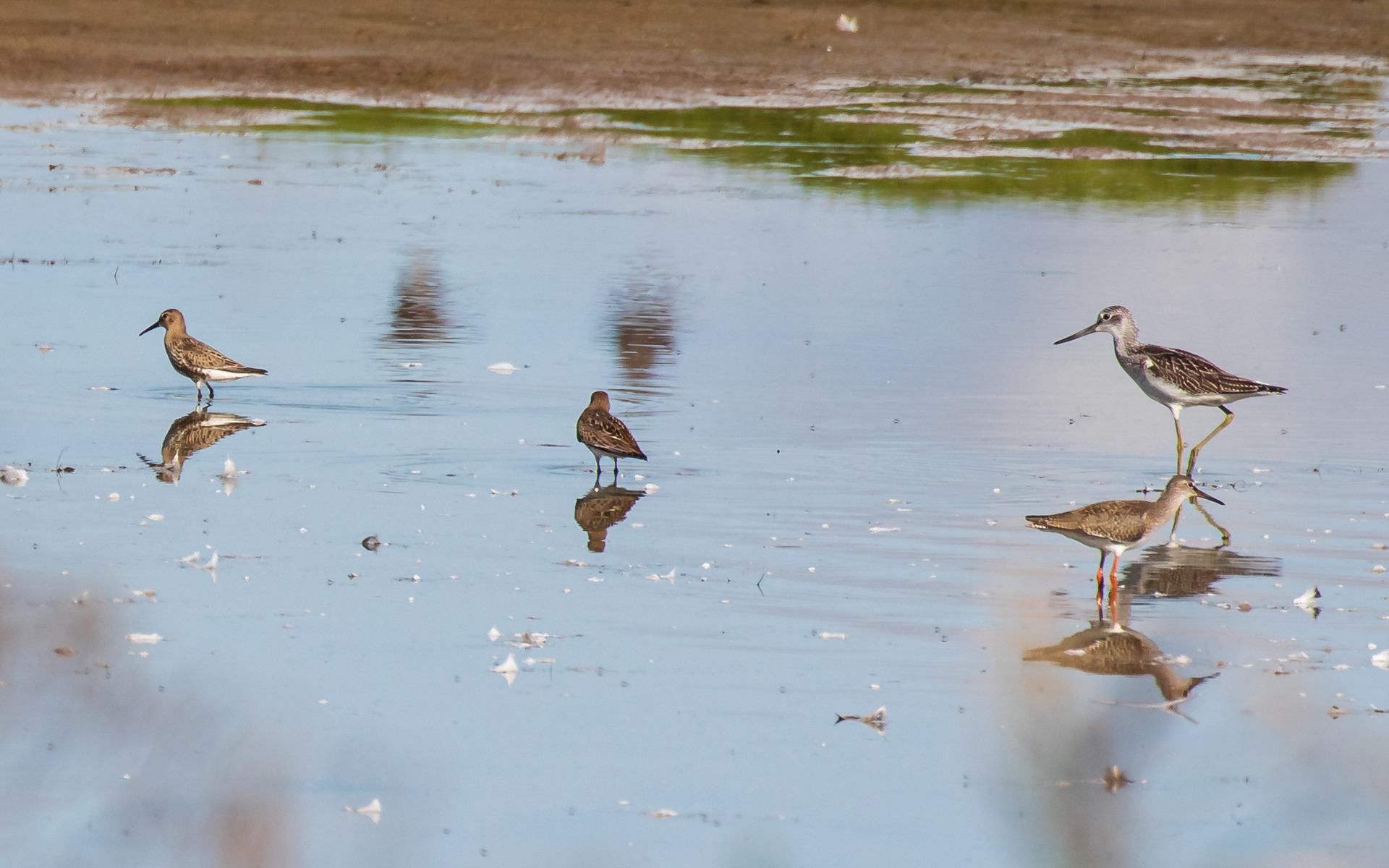 Hvidklire, rødben og et par ryler
