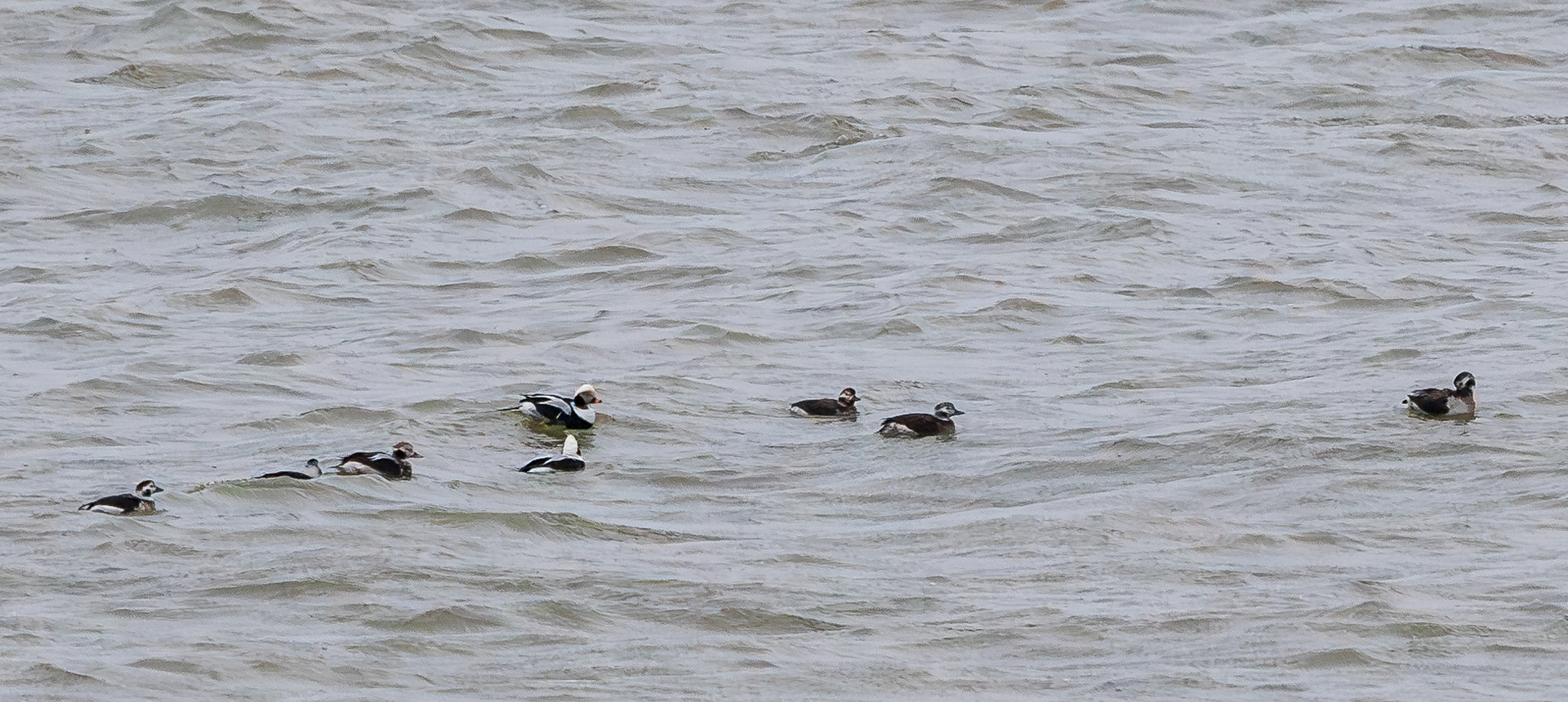 Havlit i havet ved Hanstholm Havn (ud for Roshage)