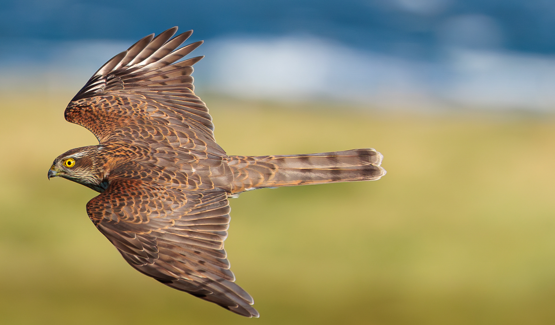 Spurvehøg (hun) på vej mod Øresund 