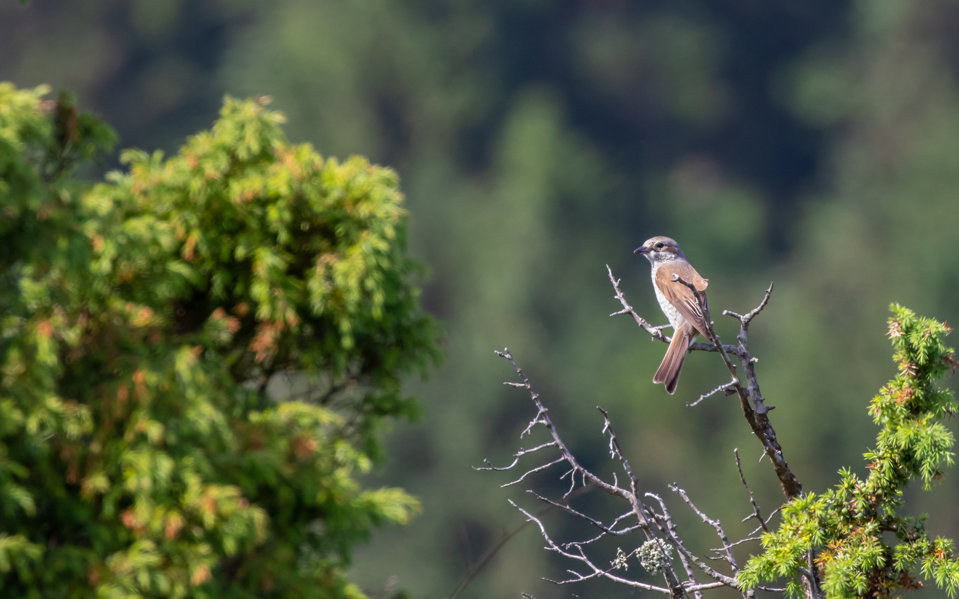 Rødrygget tornkade, hun. Rebild Bakker
