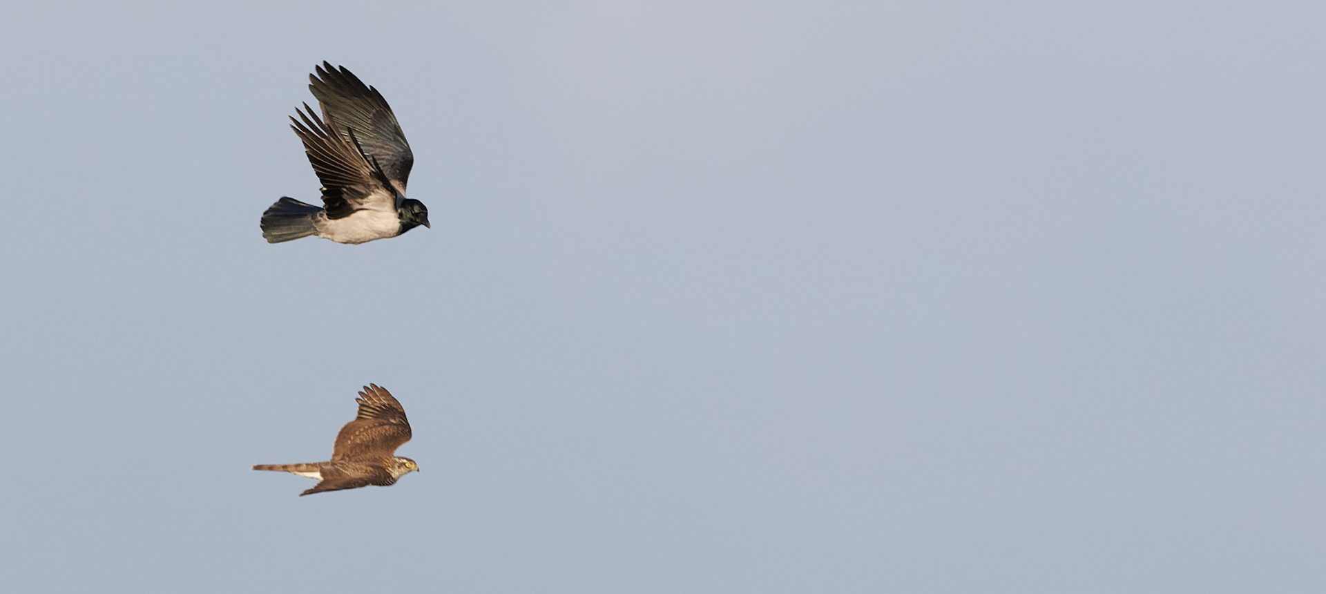 Spurvehøg chikaneres af gråkrage