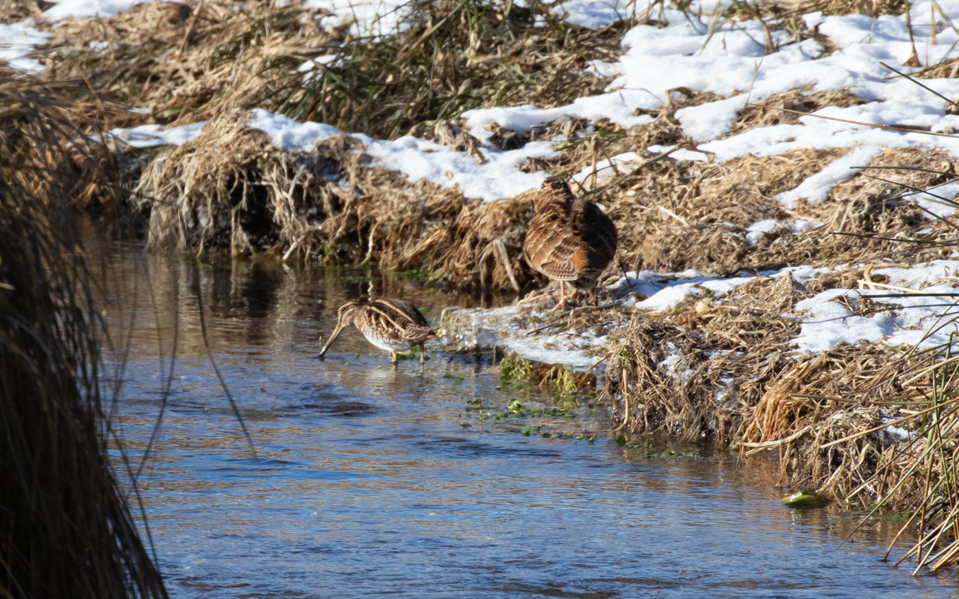 Dobbeltbekkasin og skovsneppe ved Ravnkilde