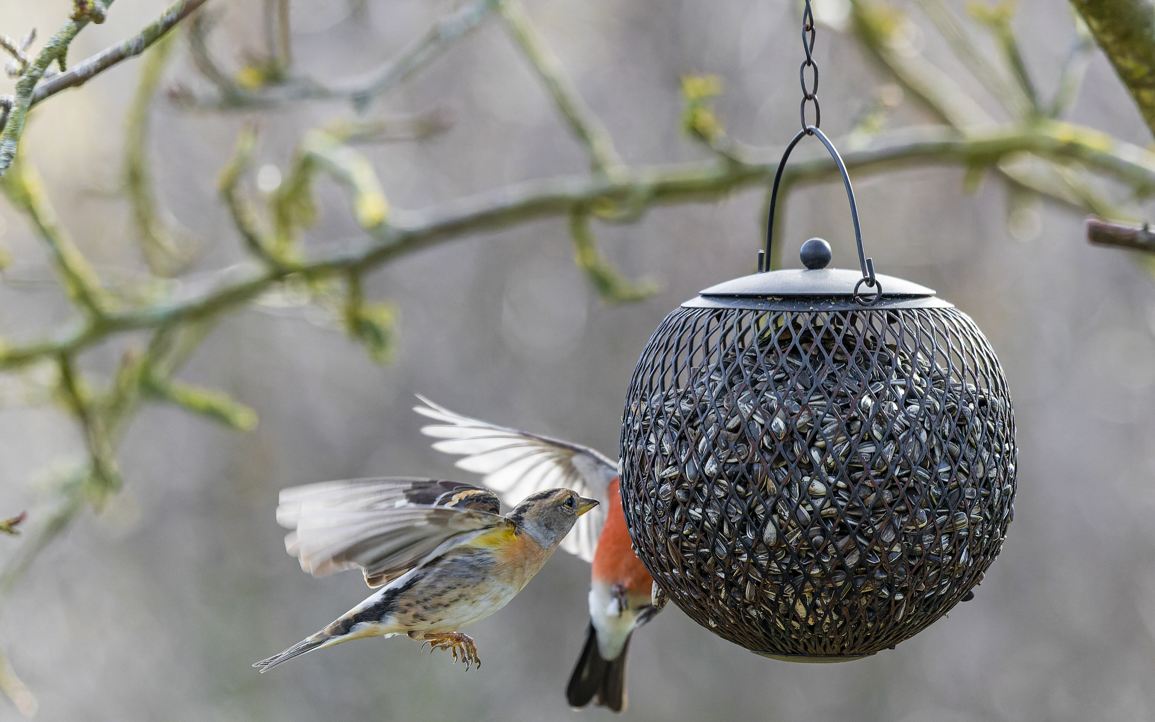 kvækerfinke og dompap