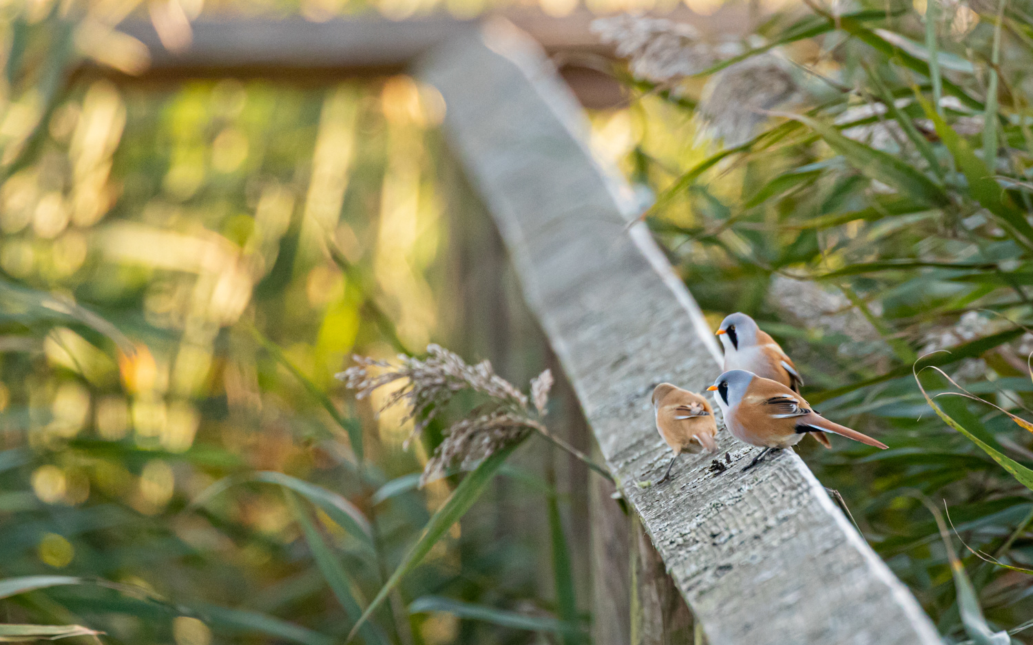 Skægmejse - Han Vejle, Vejlerne