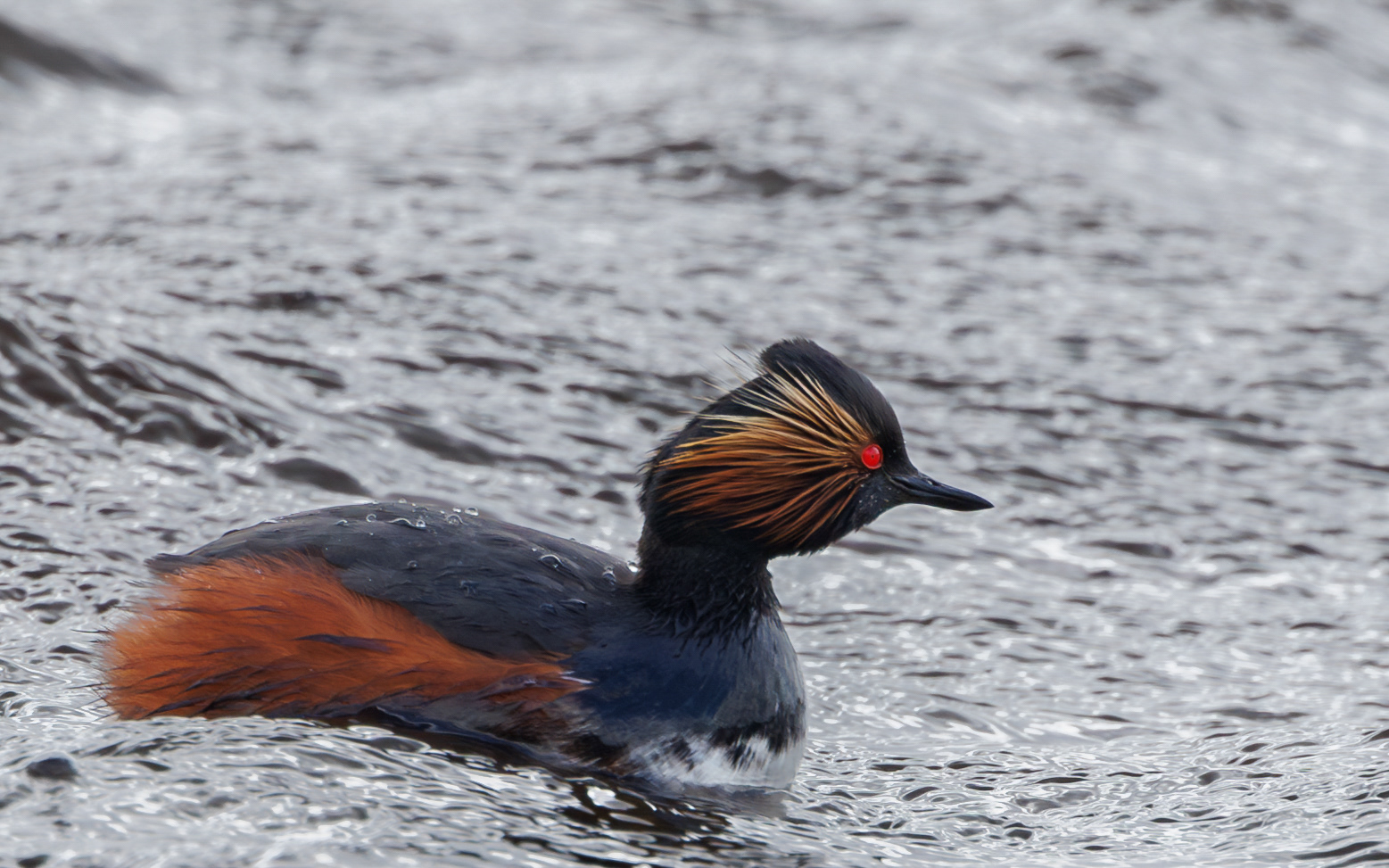 Sorthalset lappedykker i Lille Vildmose. 14. april
