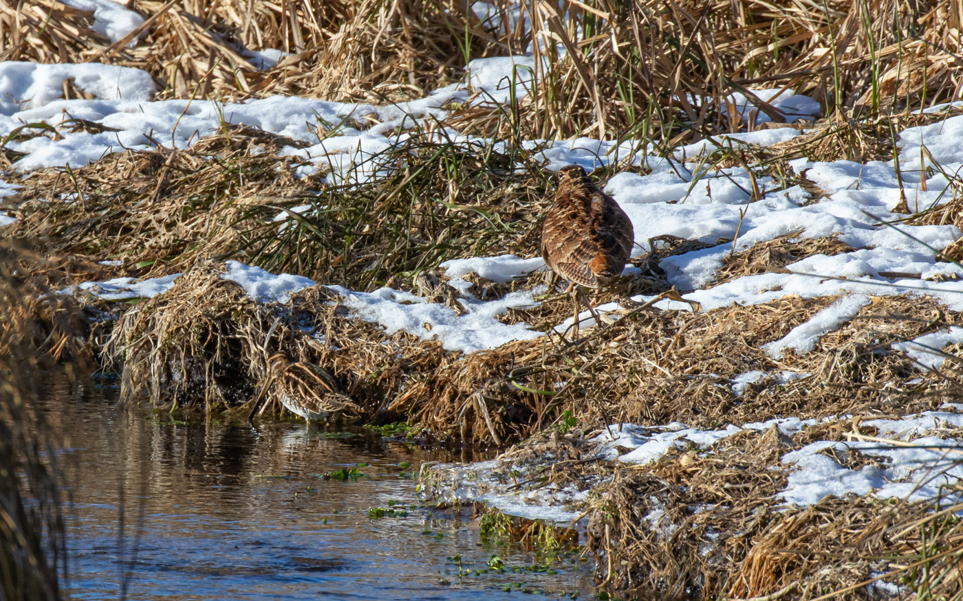 Dobbeltbekkasin og skovsneppe ved Ravnkilde