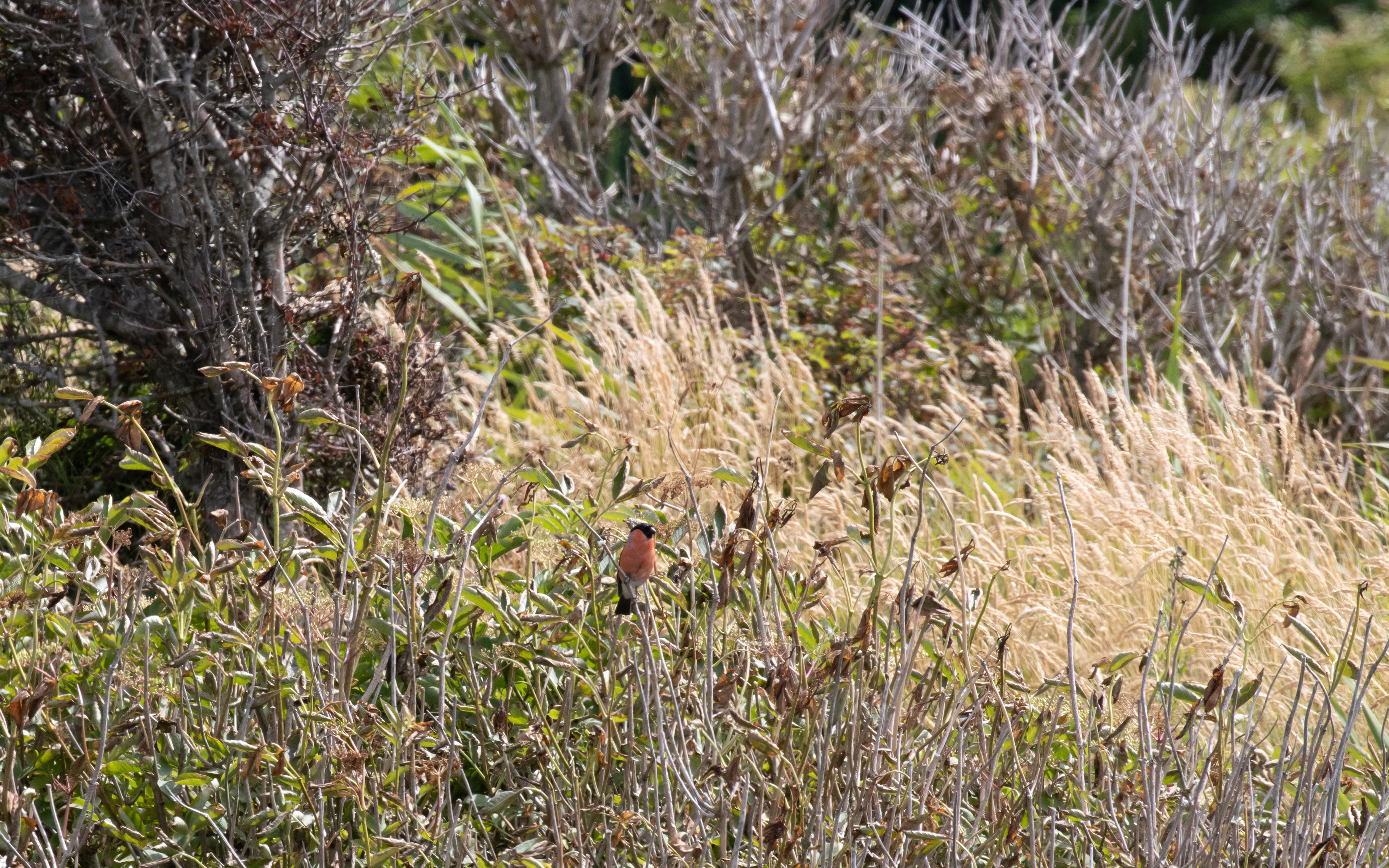Dompap i slugten ved sommerhuset