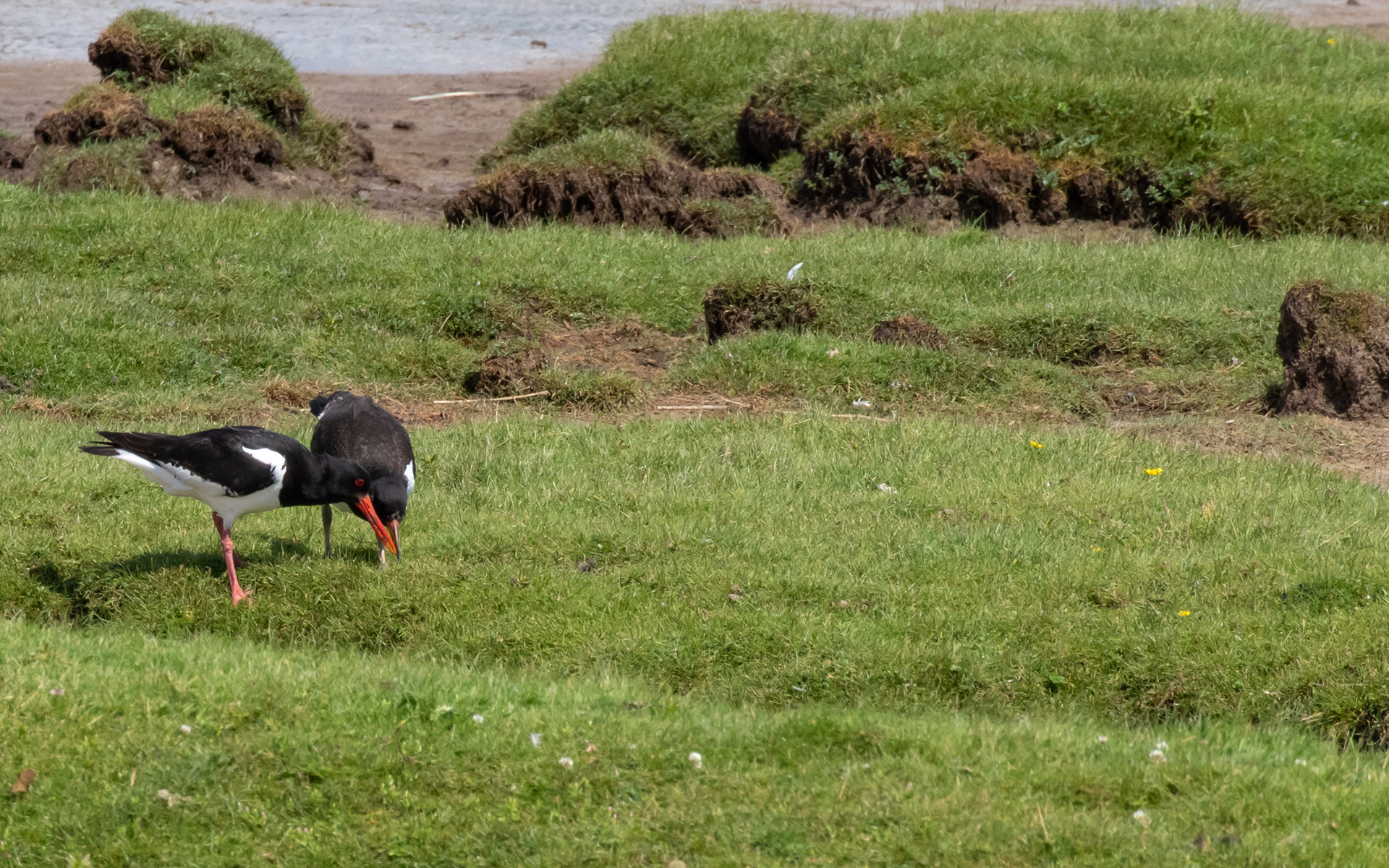 Sidemandsoplæring af juvenil strandskade. Bygholm Vejle