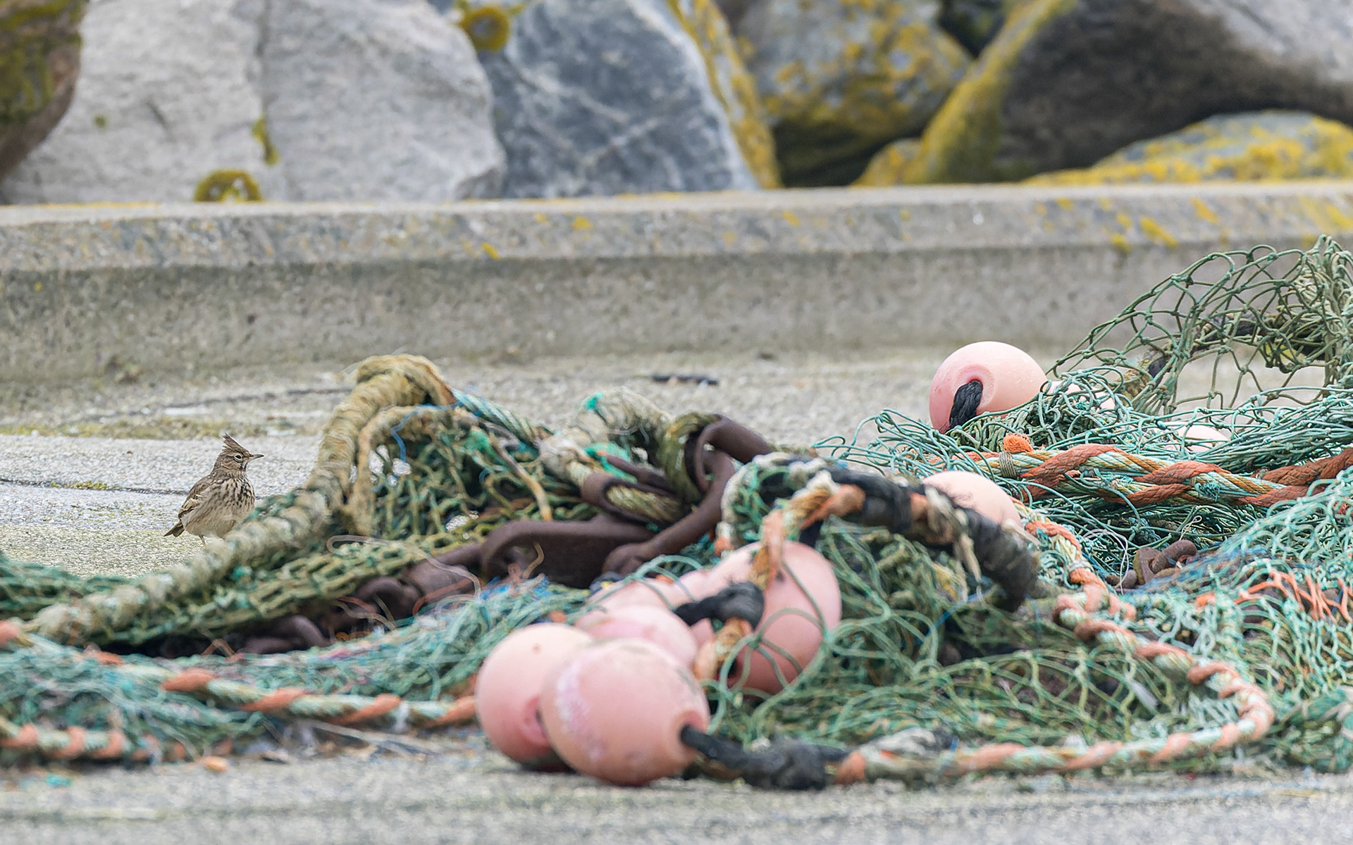 Toplærke - Hirtshals Havn