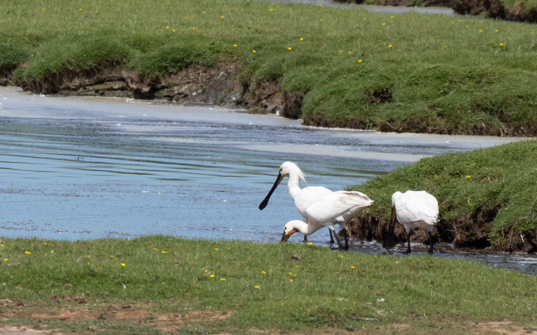 Skestorke ved Bygholm Vejle