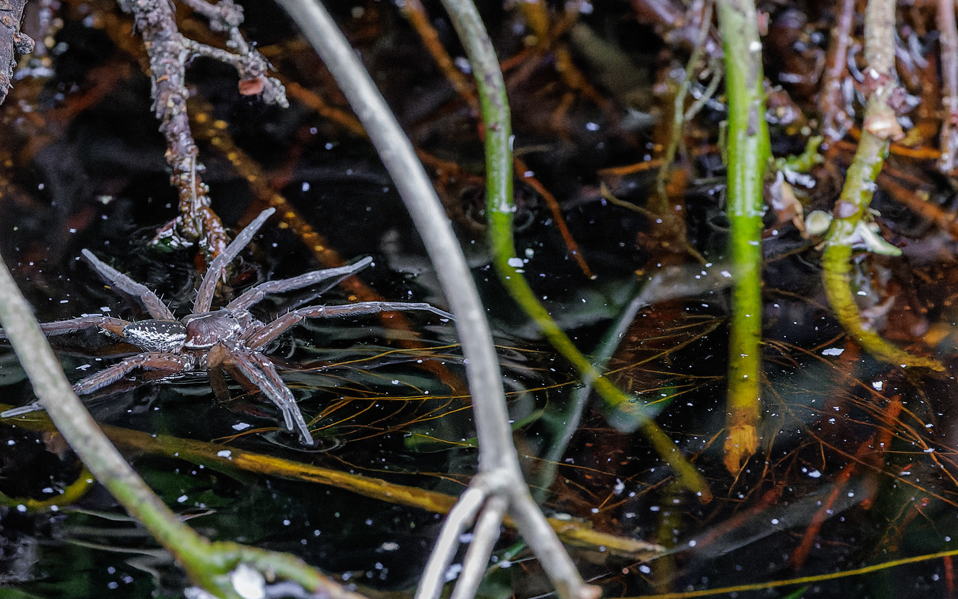 Dolomedes sp. Kaffepletten/Portlandsmosen. Lille Vildmose