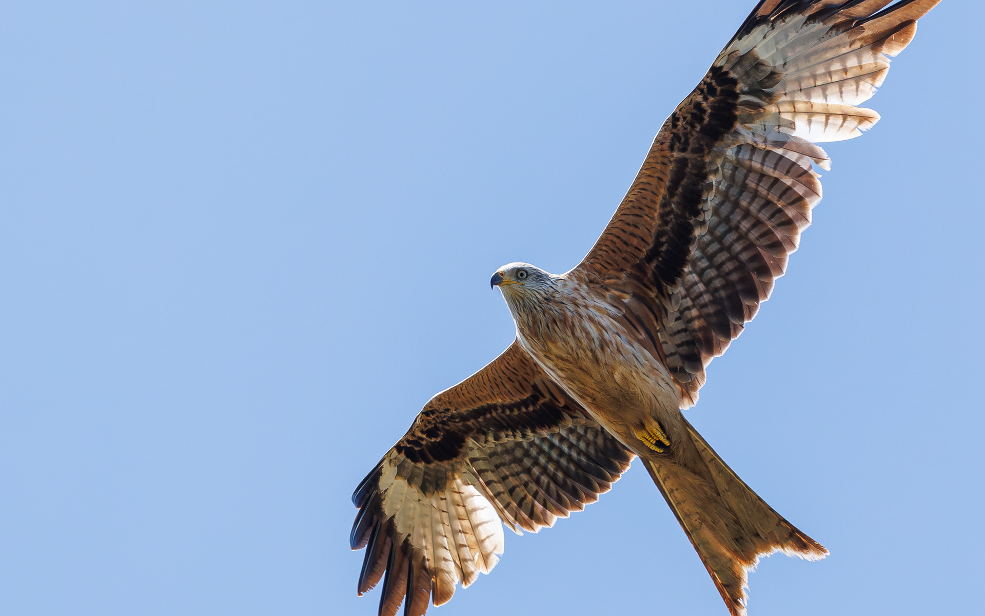 Forårstræk i Skagen. Rød glente