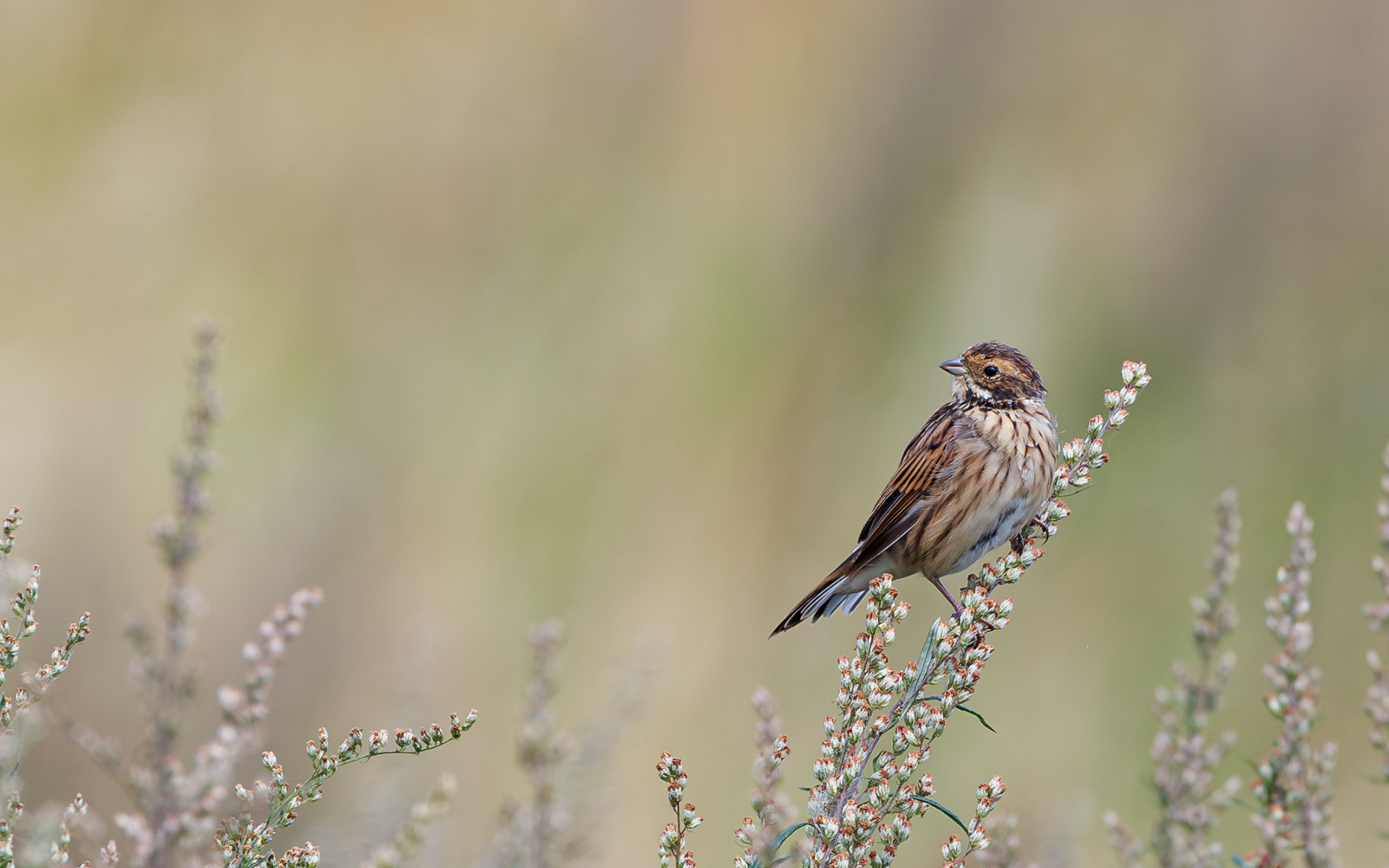 Rørspurv. Gravlev Ådal