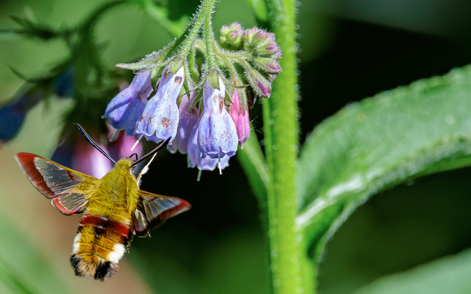 Bredrandet humlebisværmer. Stien til Kaffepletten
