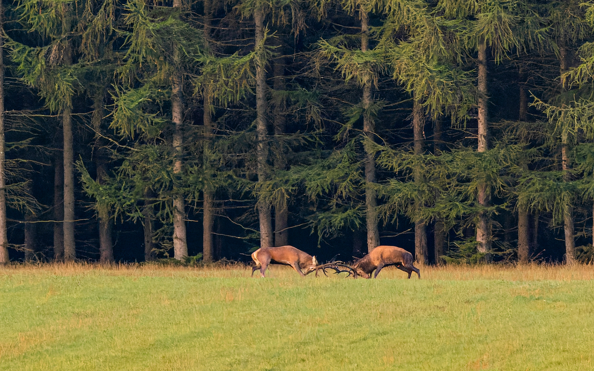 .... så er der kamp