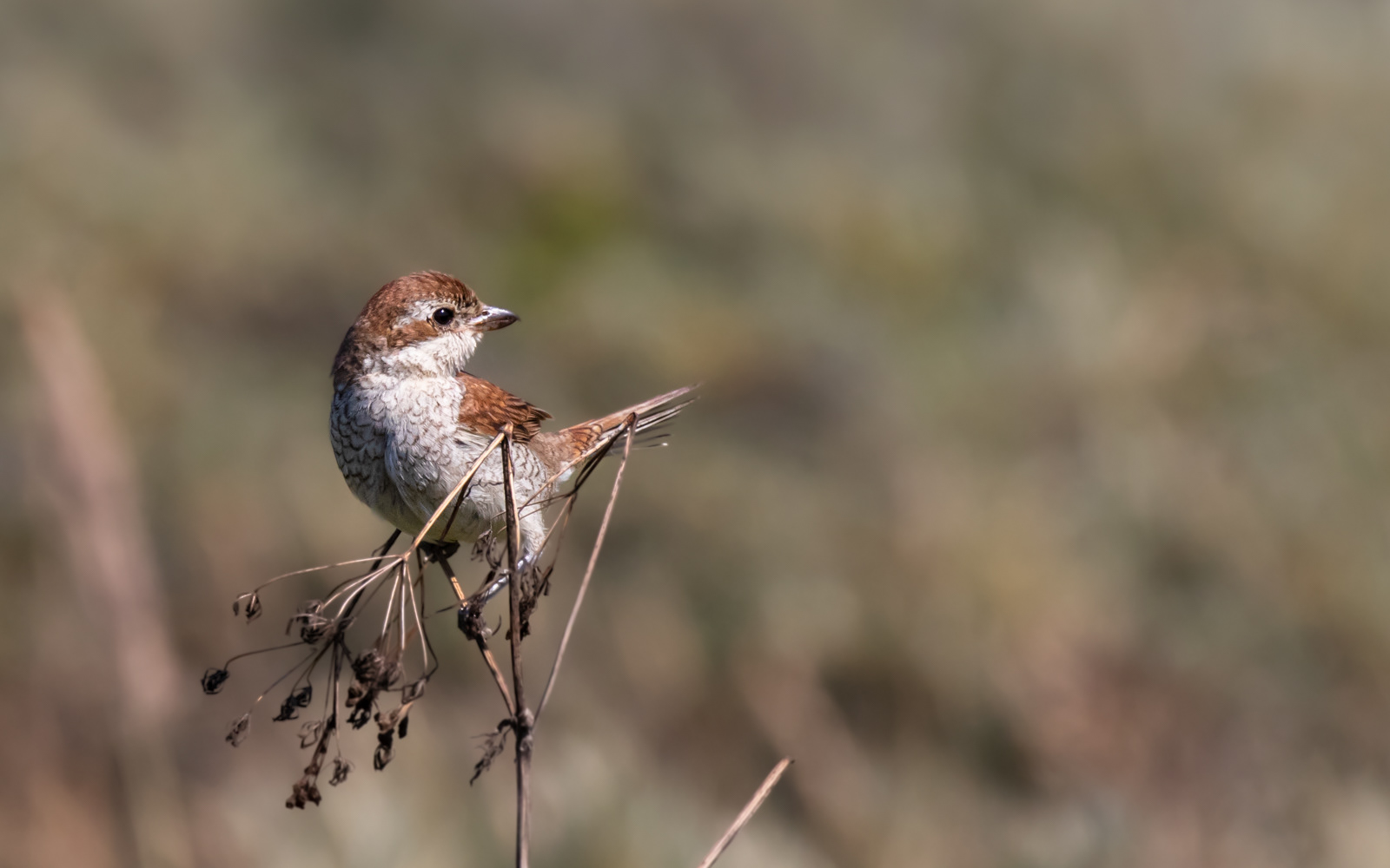 Rødrygget tornskade i Tornby Klitplantage