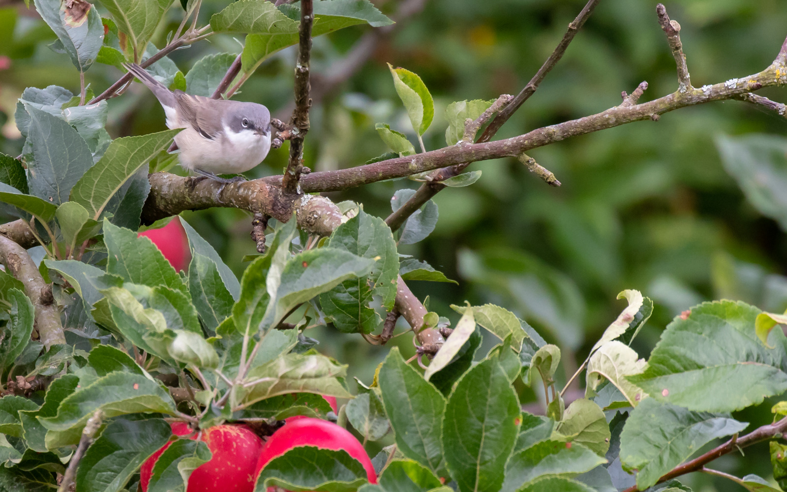 Gærdesanger hjemme i haven