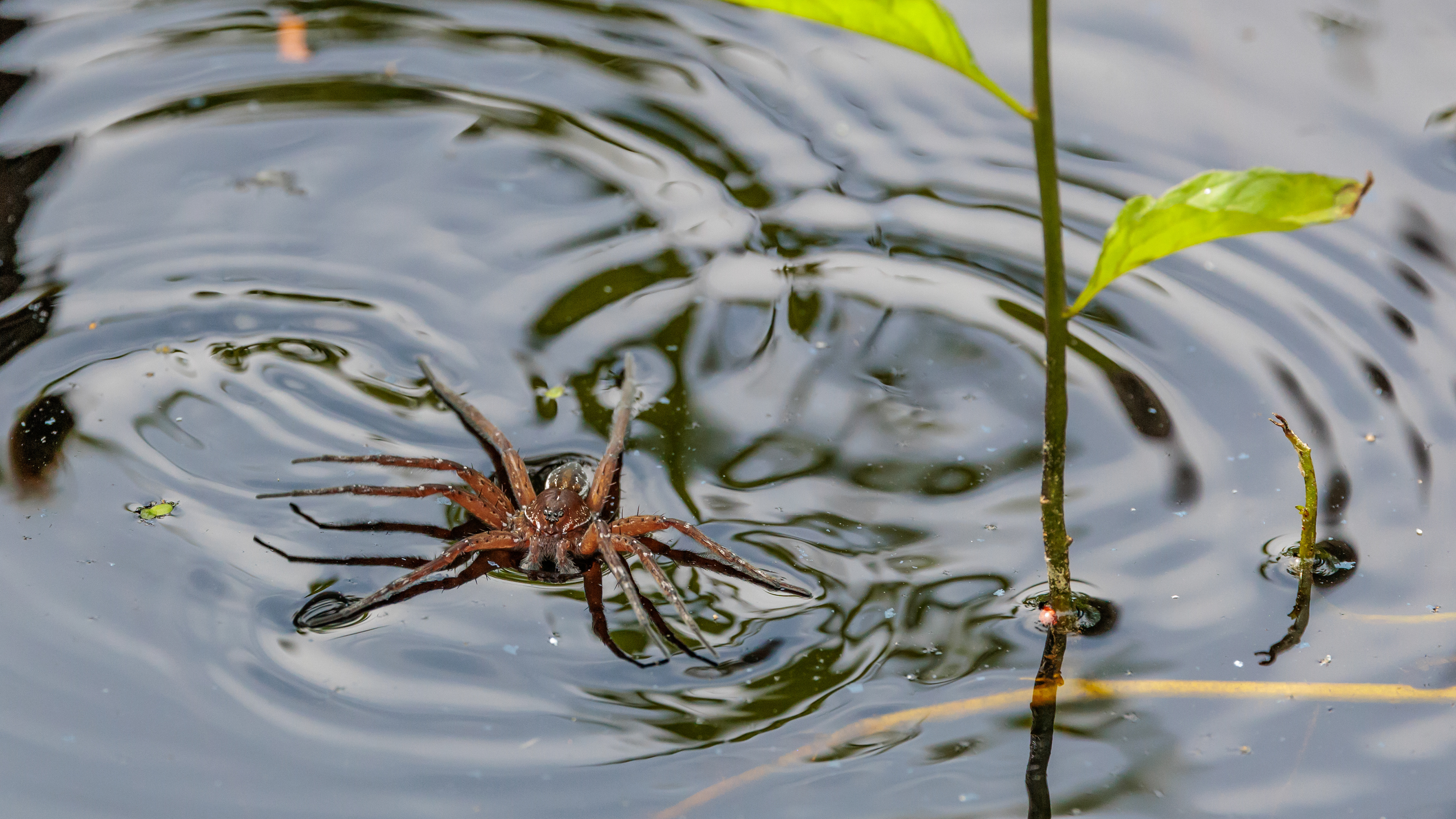 Dolomedes sp. Kaffepletten/Portlandsmosen. Lille Vildmose