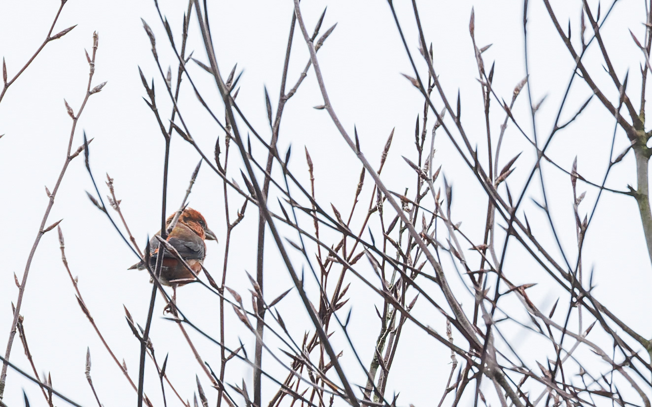Lille korsnæb - Leifs have (Skillingbro)
