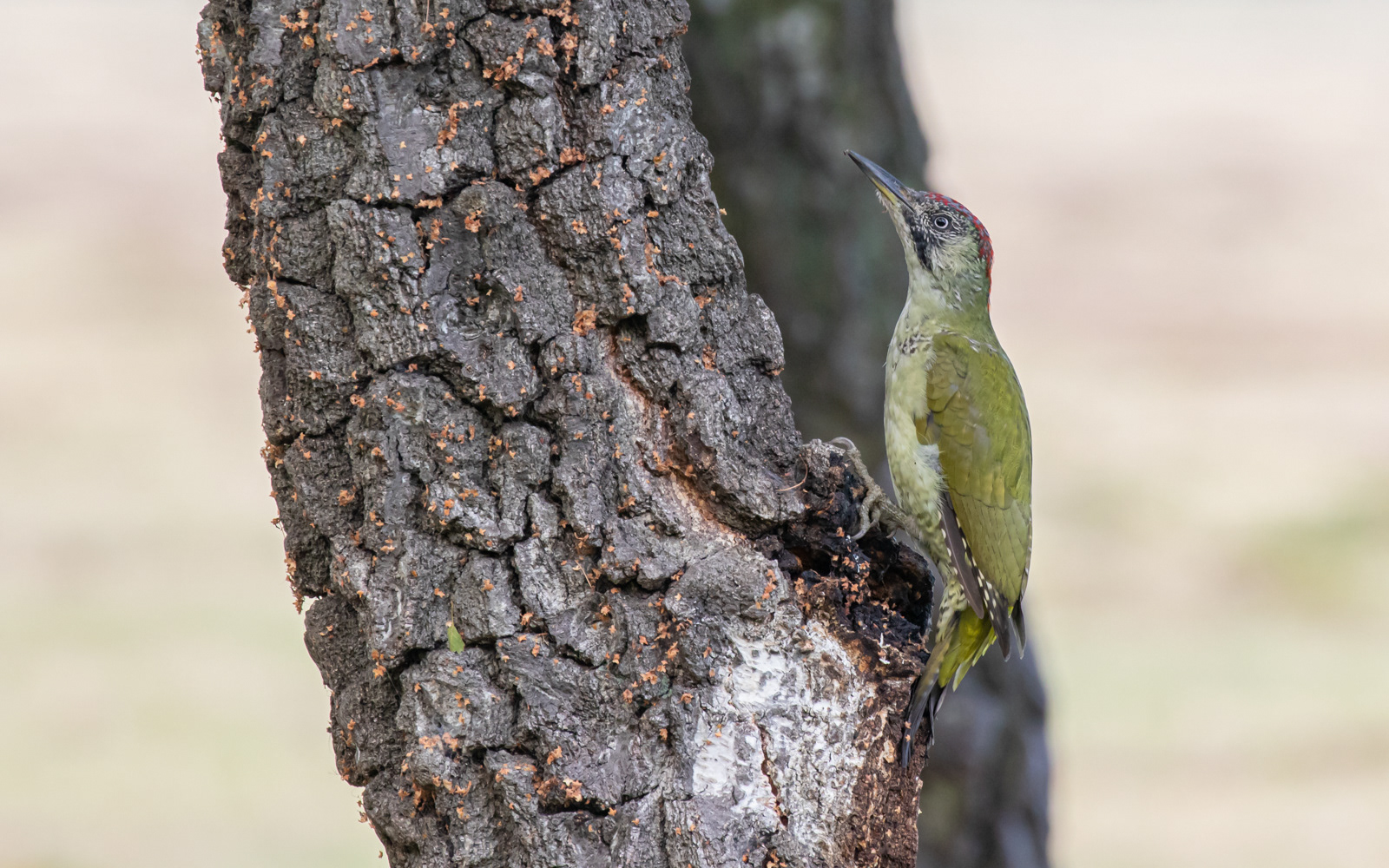 Grønspætte i birkelunden på Ljungen. Falsterbo