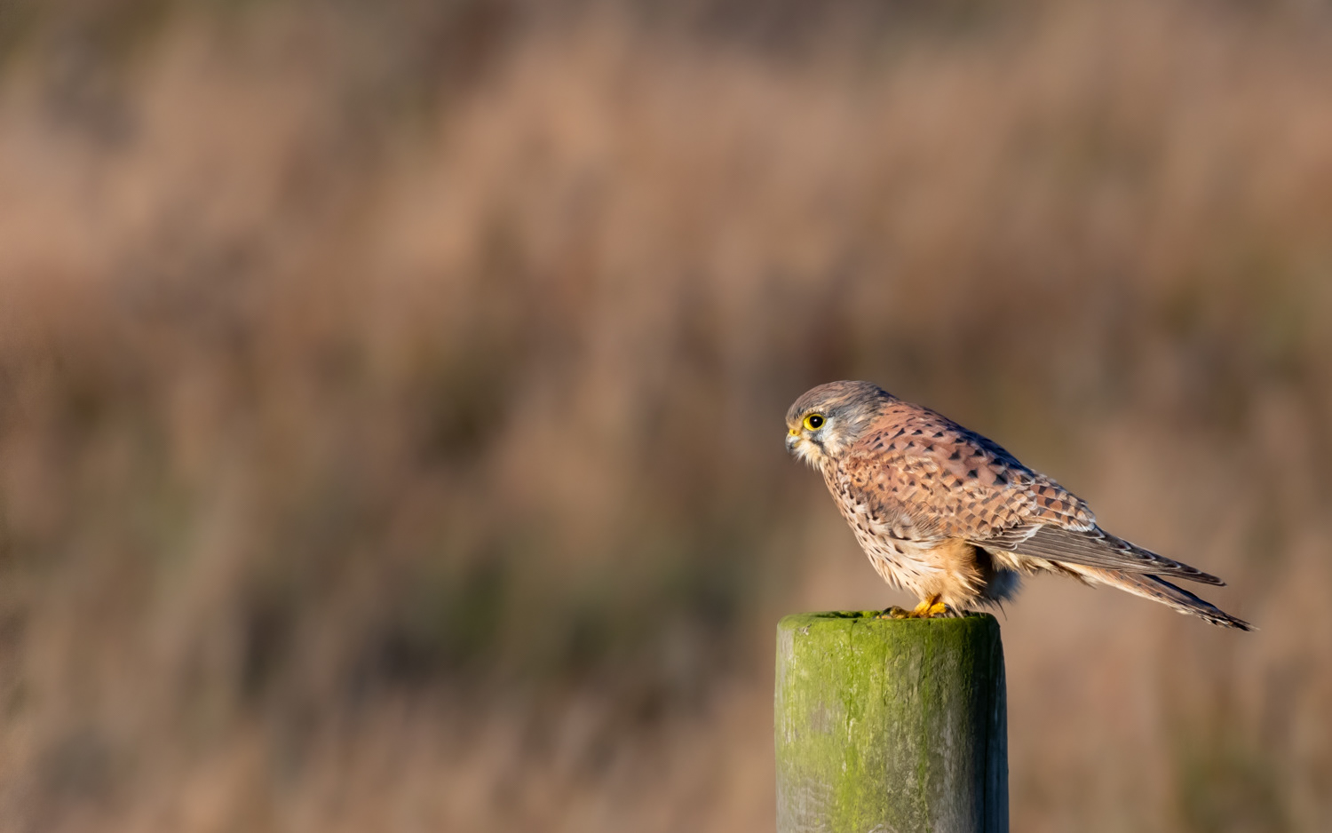 Tårnfalk - Grønvej, Lille Vildmose