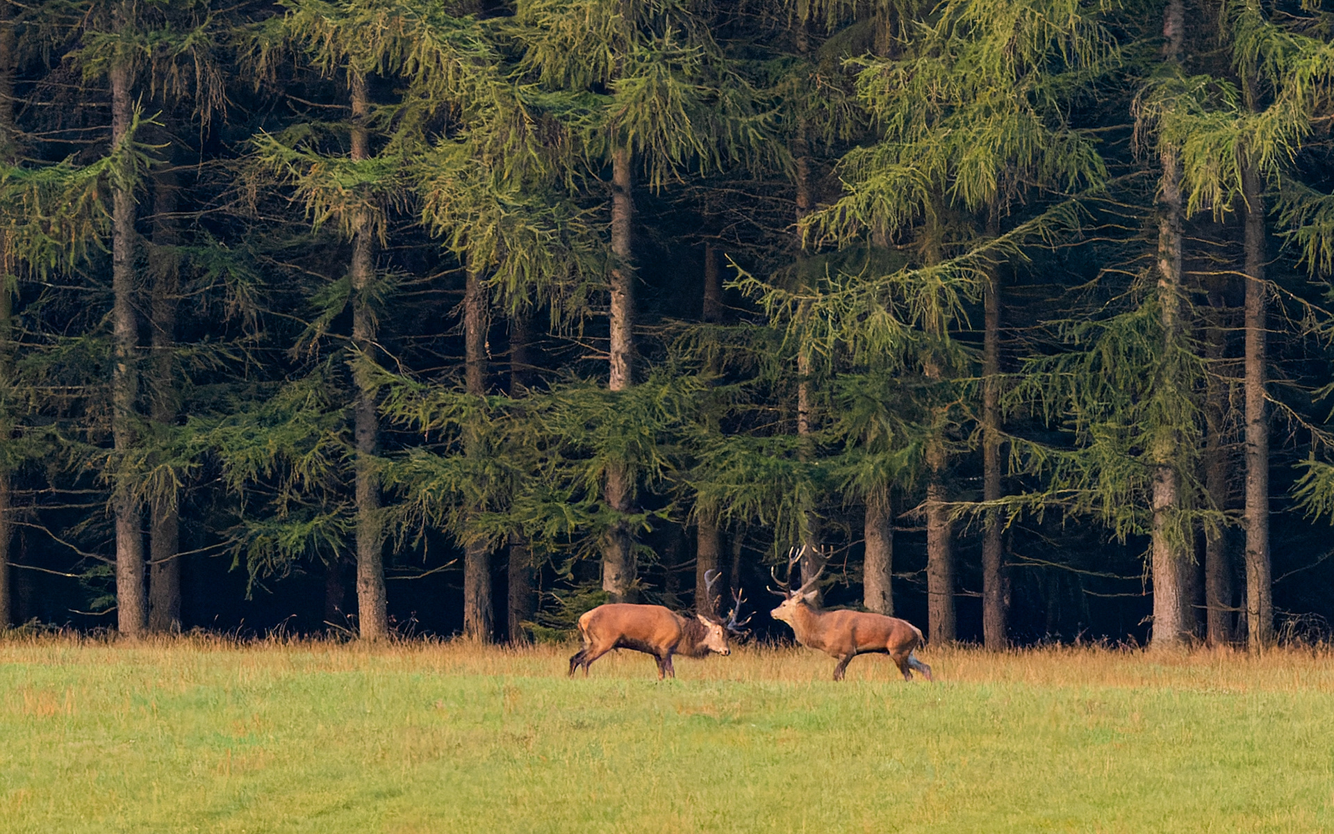 .... så er der kamp