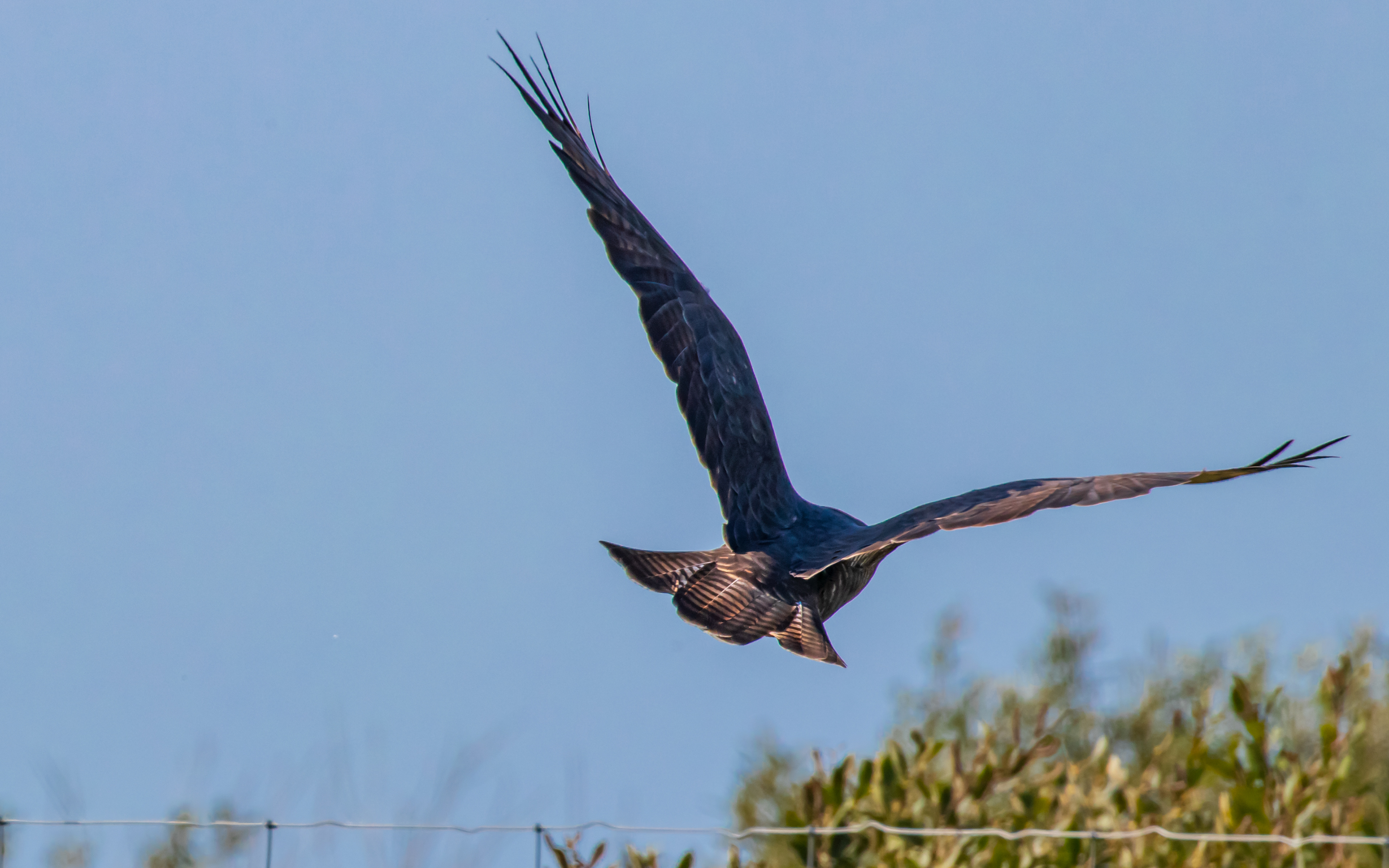 Nærbillede af musvåge på Hegnsvej