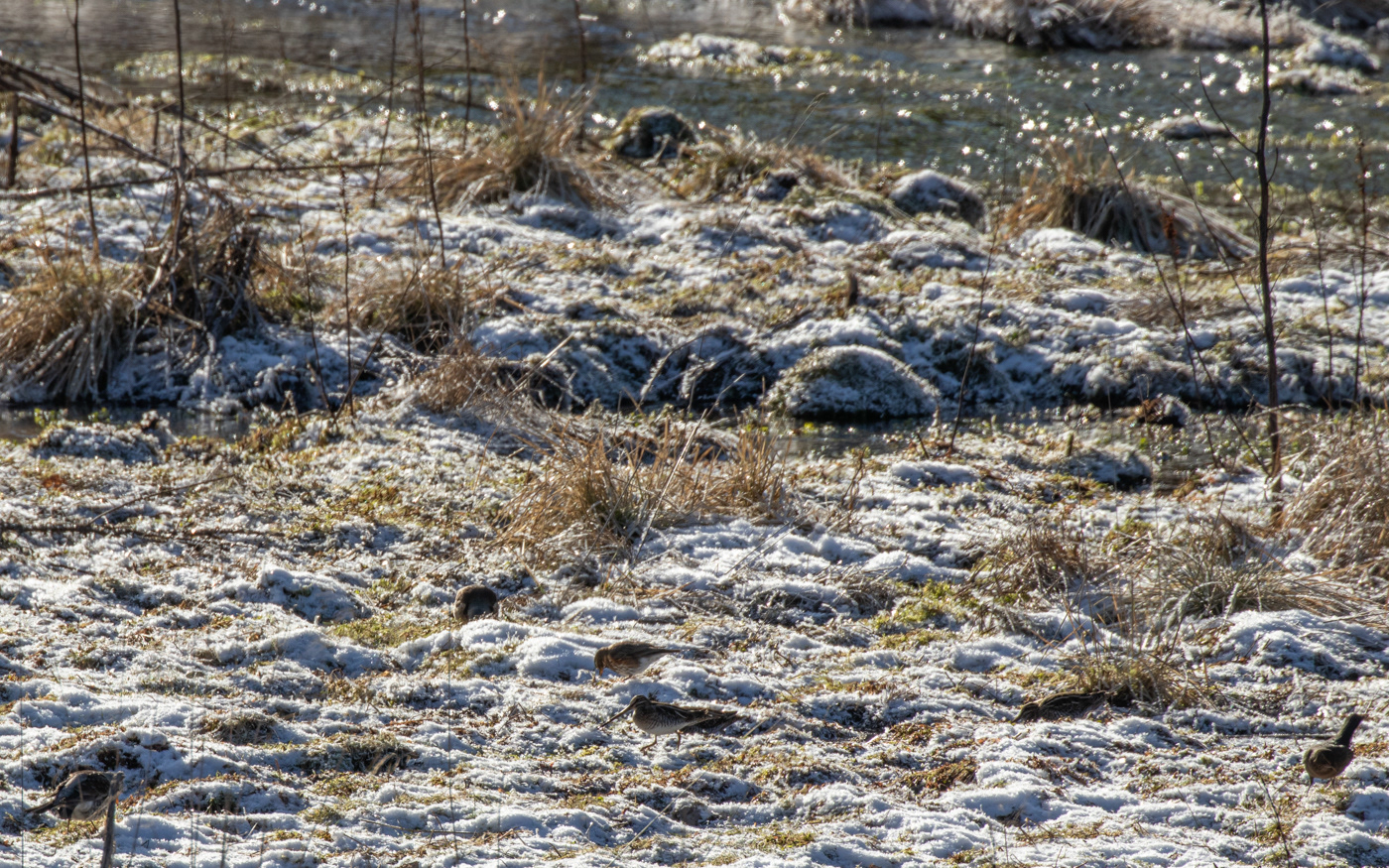 Dobbeltbekkasin i Kousbækken. Ikke meget større end en solsort. Her kan den sammenlignes med en sjaggerr