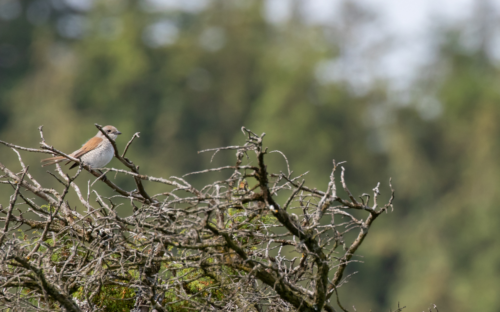 Rødrygget tornkade, hun. Rebild Bakker