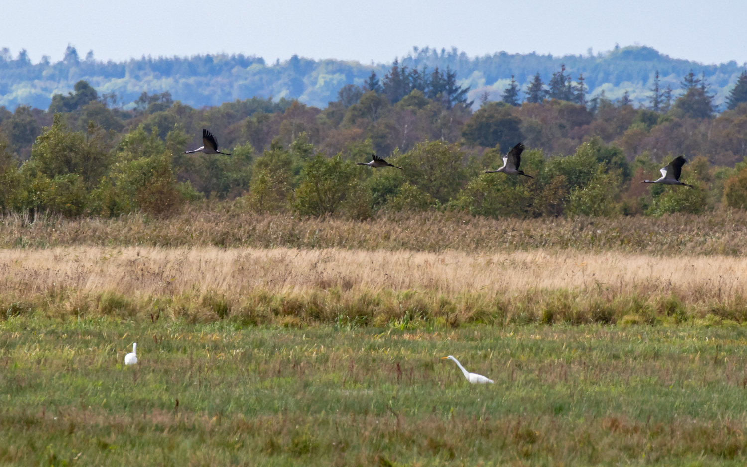 2 sølvhejrer overflyves af traner. Grønvej, Lille Vildmose