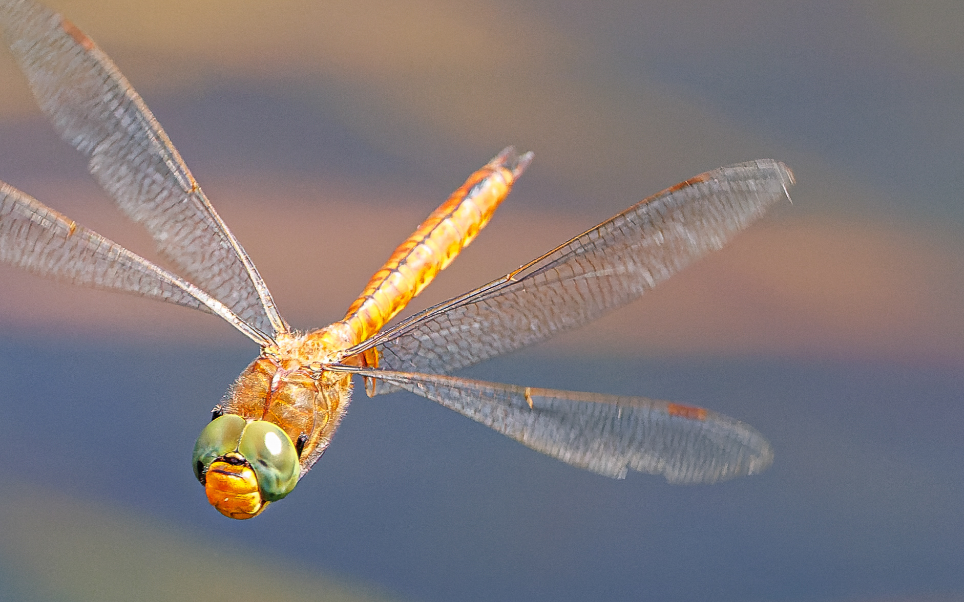 Kileplet-mosaikguldsmed