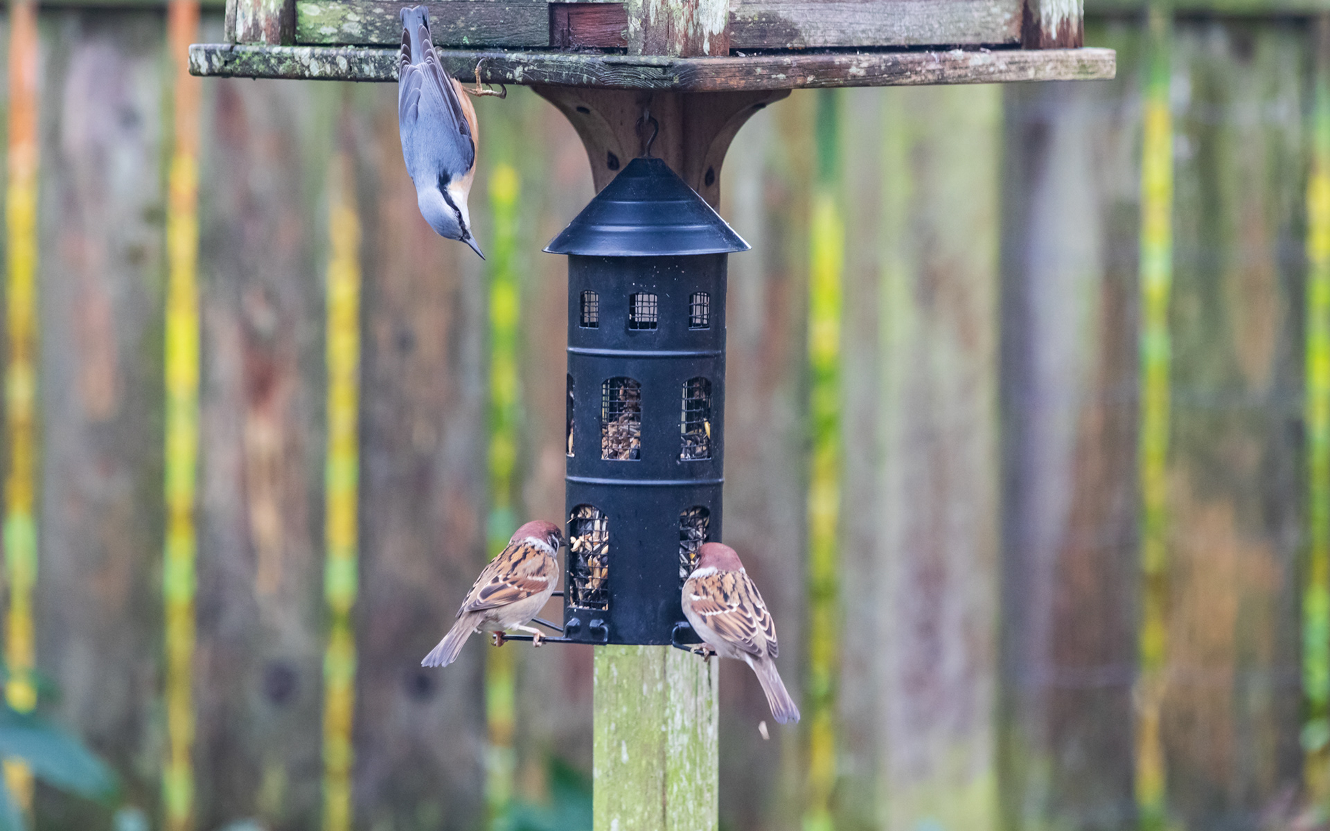 Spætmejse og skovspurve