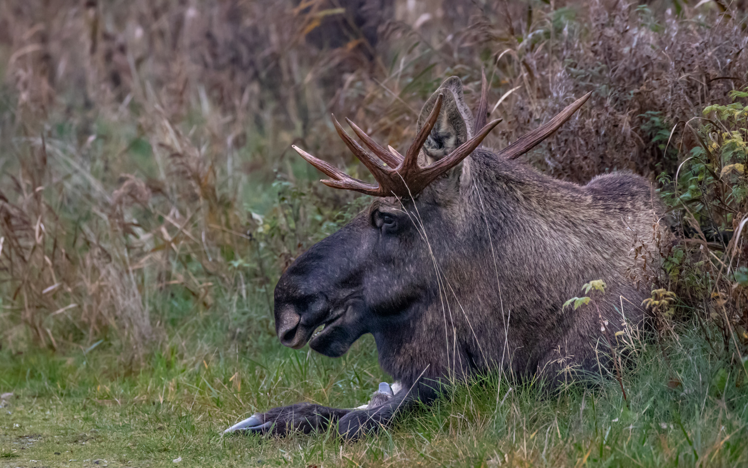 Hvilende elg - på stien til Rovfugletårnet, Lille Vildmose
