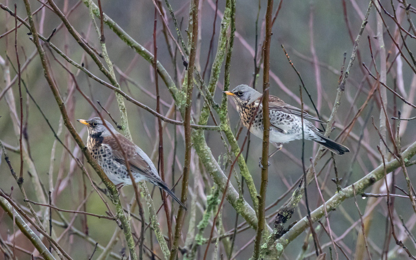 Sjaggere hjemme i haven