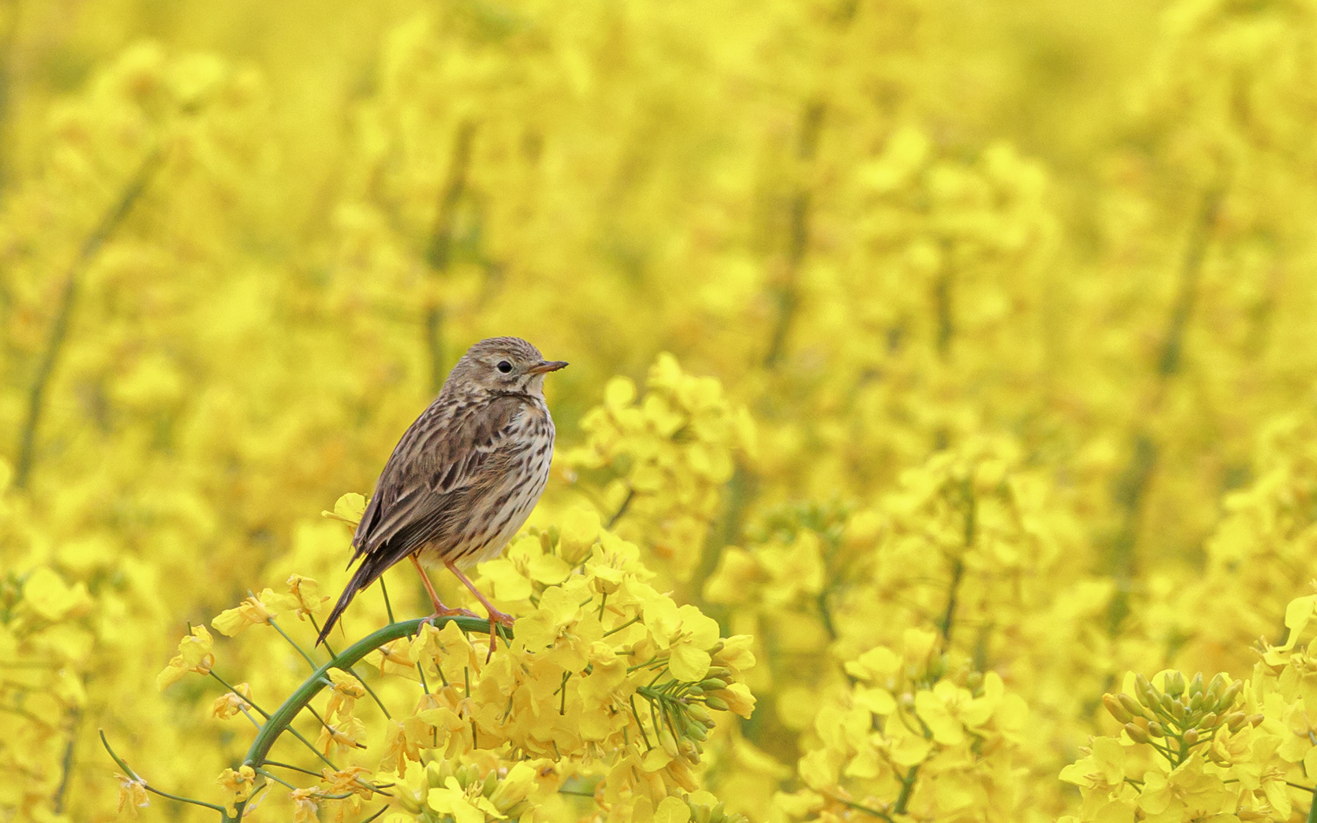 Engpiber - Øland Vejle