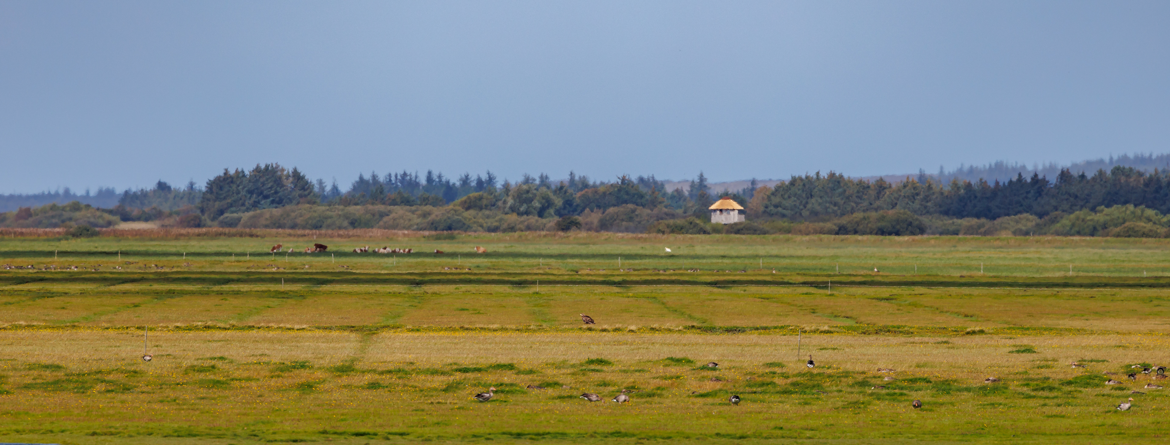 Kraptårnet. Havørn i mellemgrunden. Vejlerne