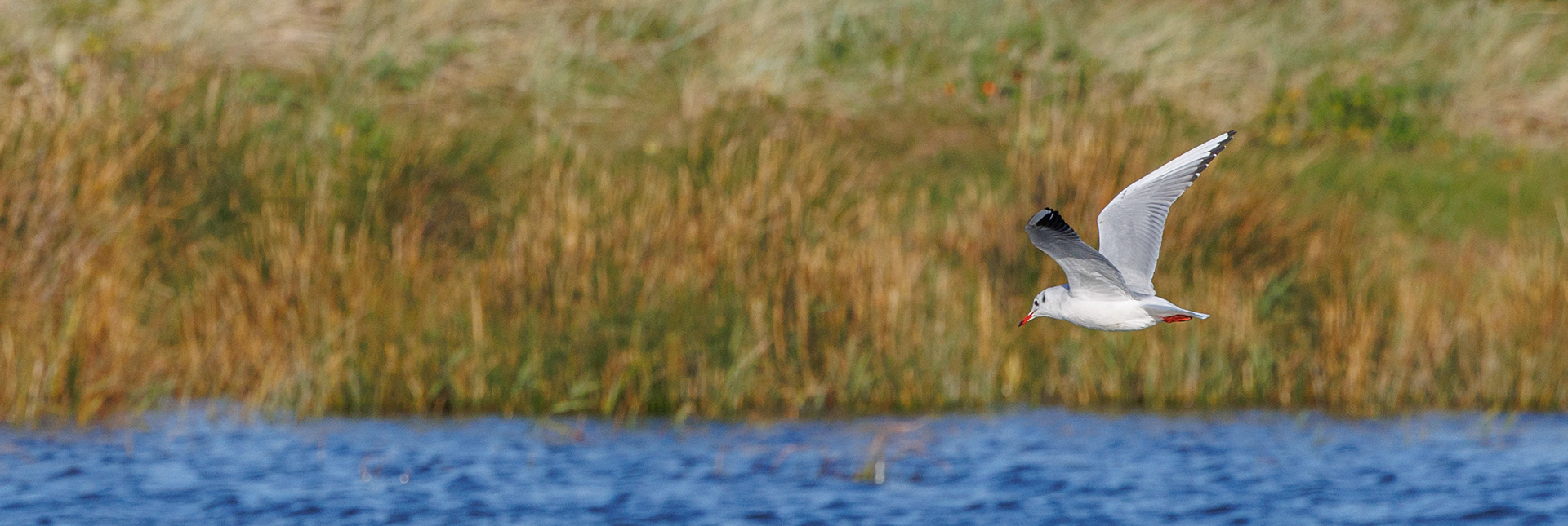 Hættemåge over Flommen