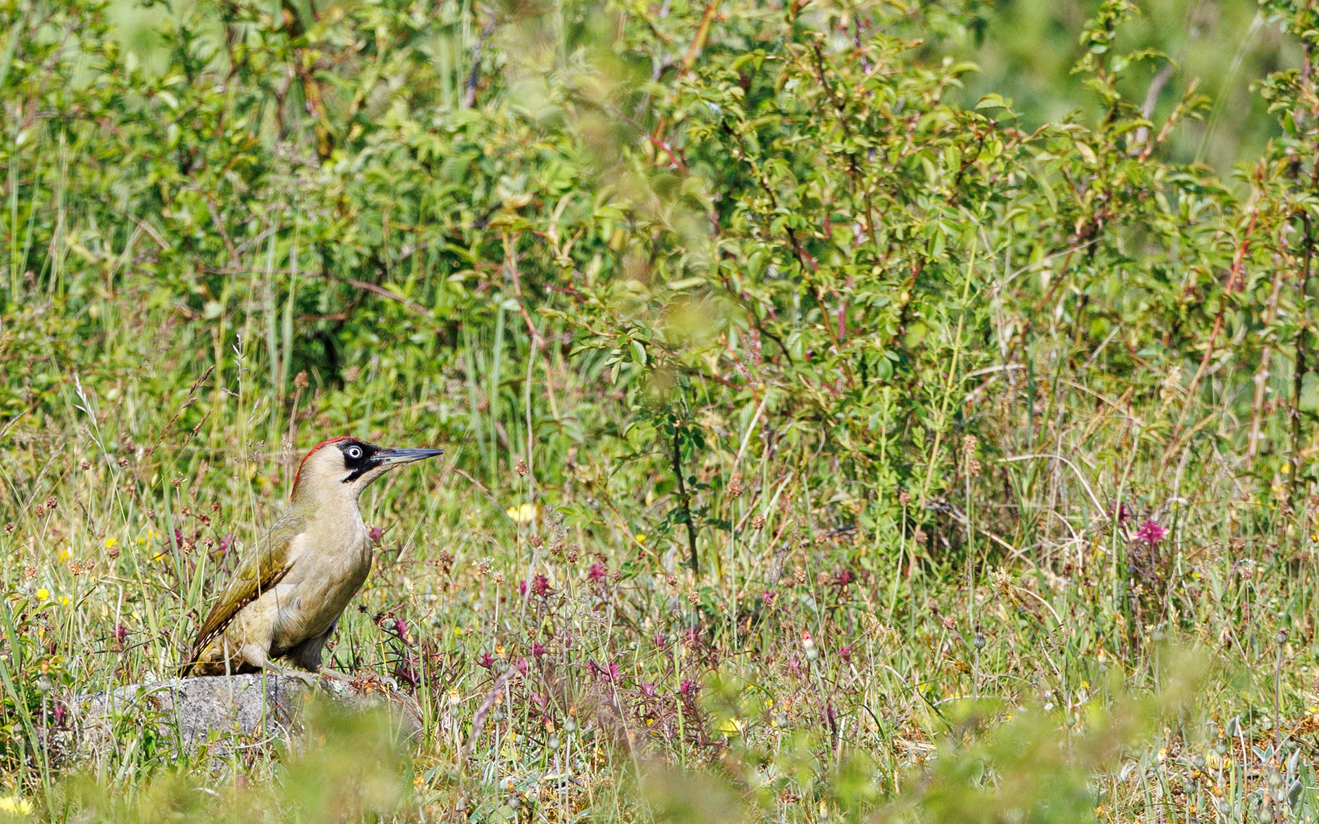 Øland (Sverige). Grønspætte