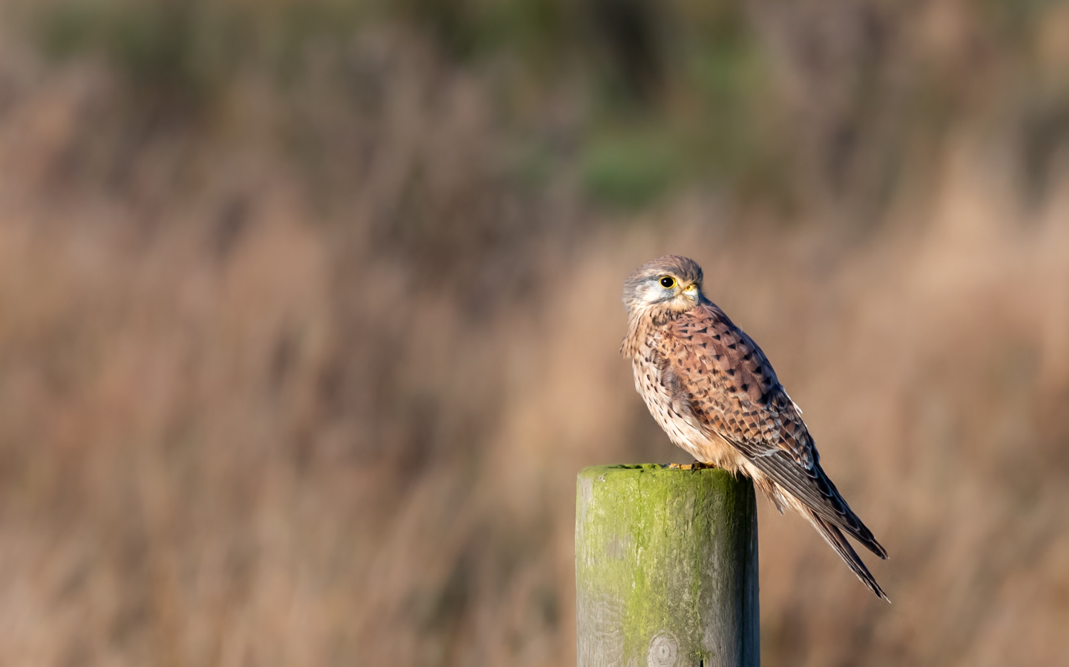 Tårnfalk - Grønvej, Lille Vildmose