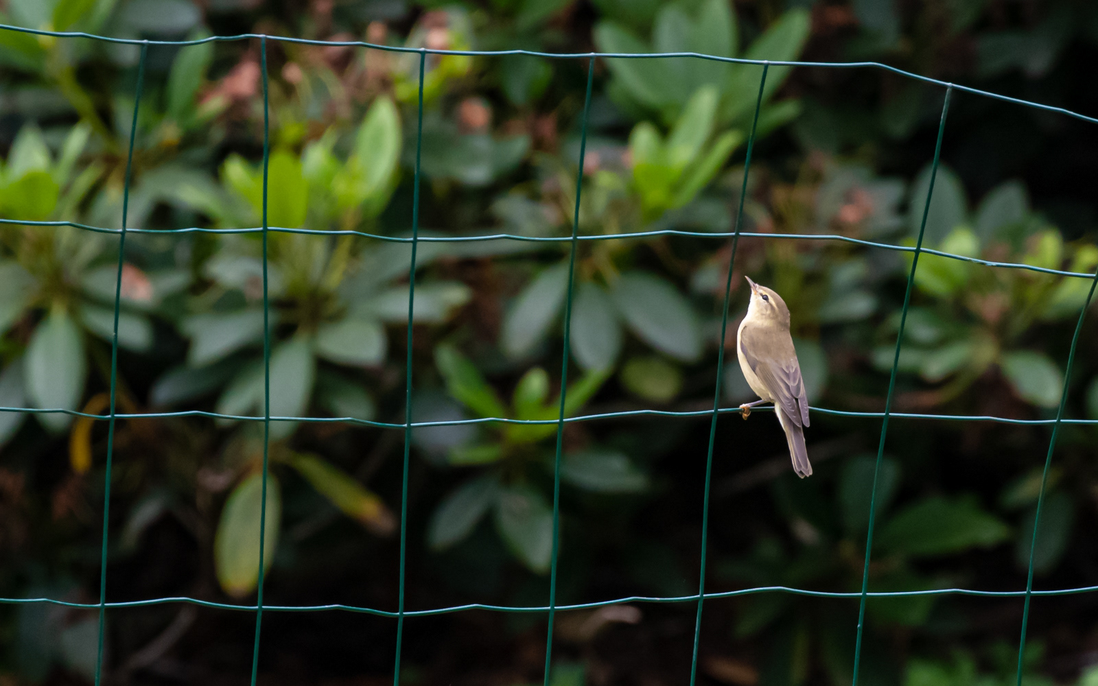 Løvsanger hjemme i haven