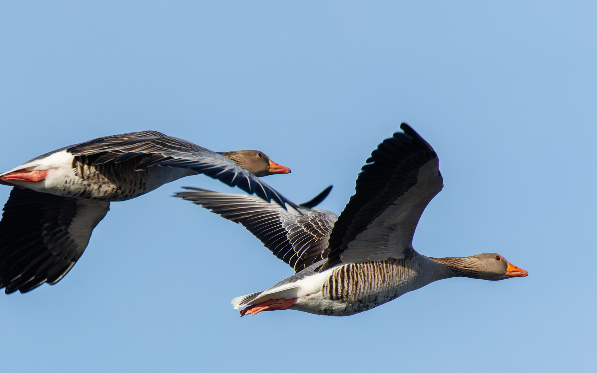 Grågæs, Lille Vildmose