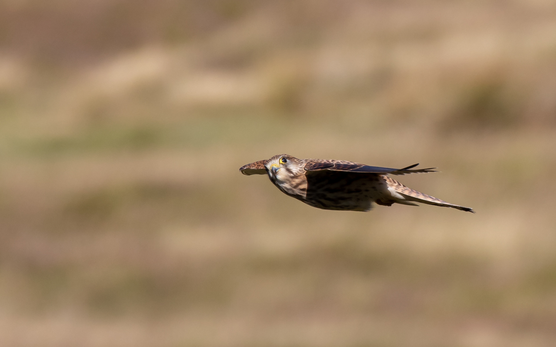 Tårnfalk hænger i luften over skrænten ved Sårup